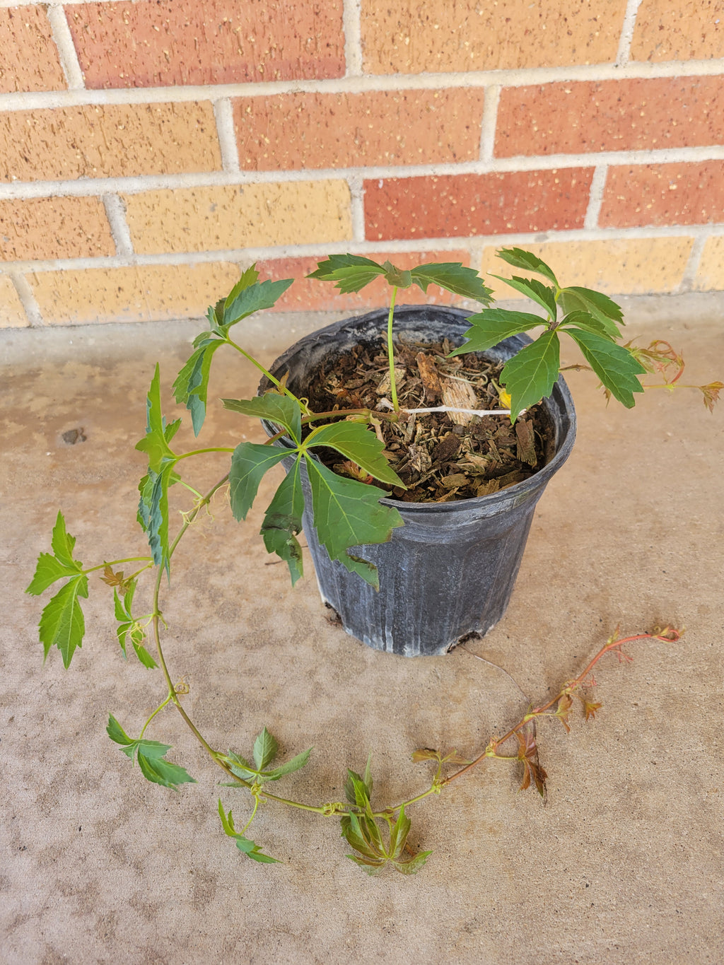Virginia Creeper