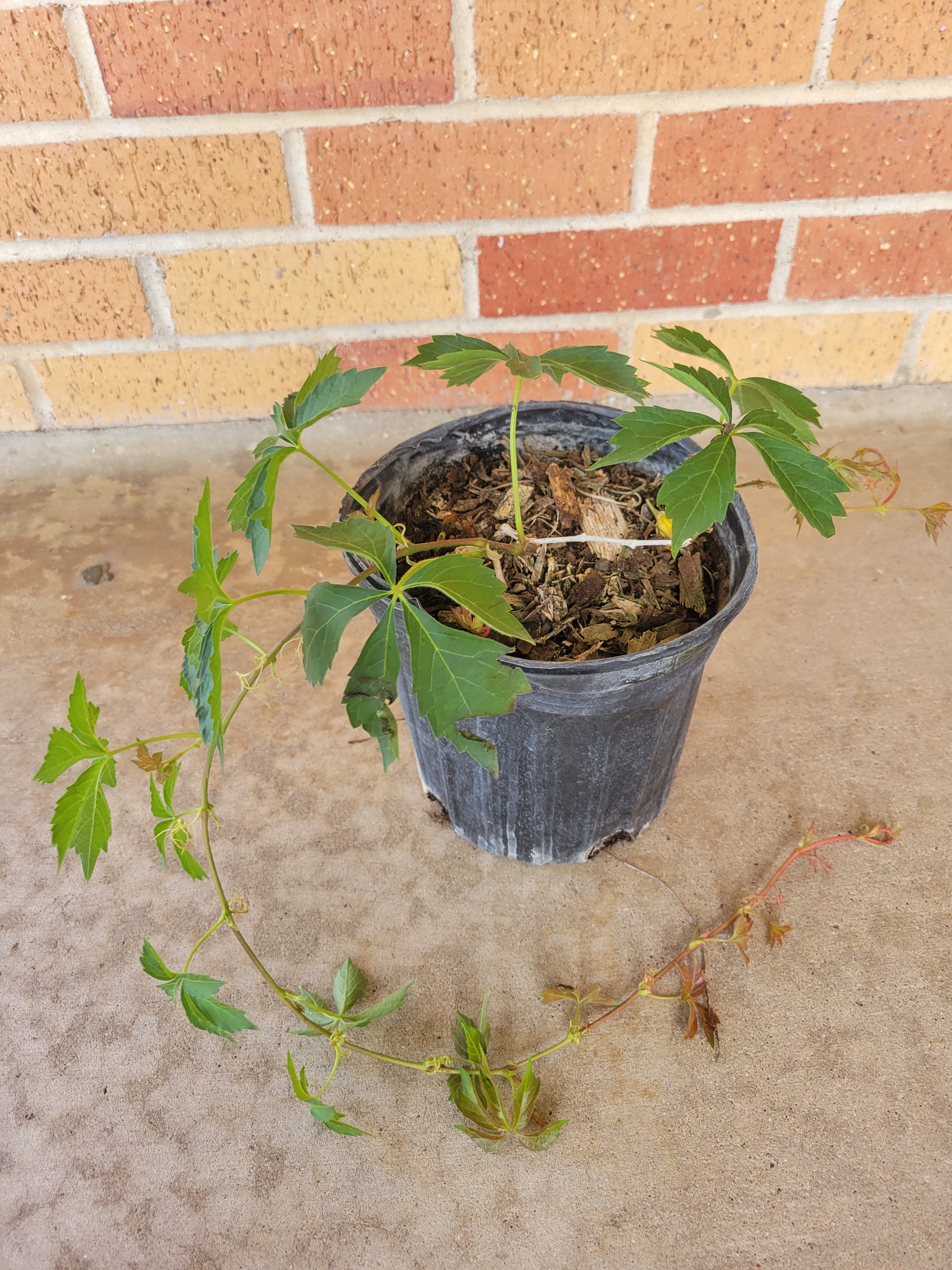 Virginia Creeper