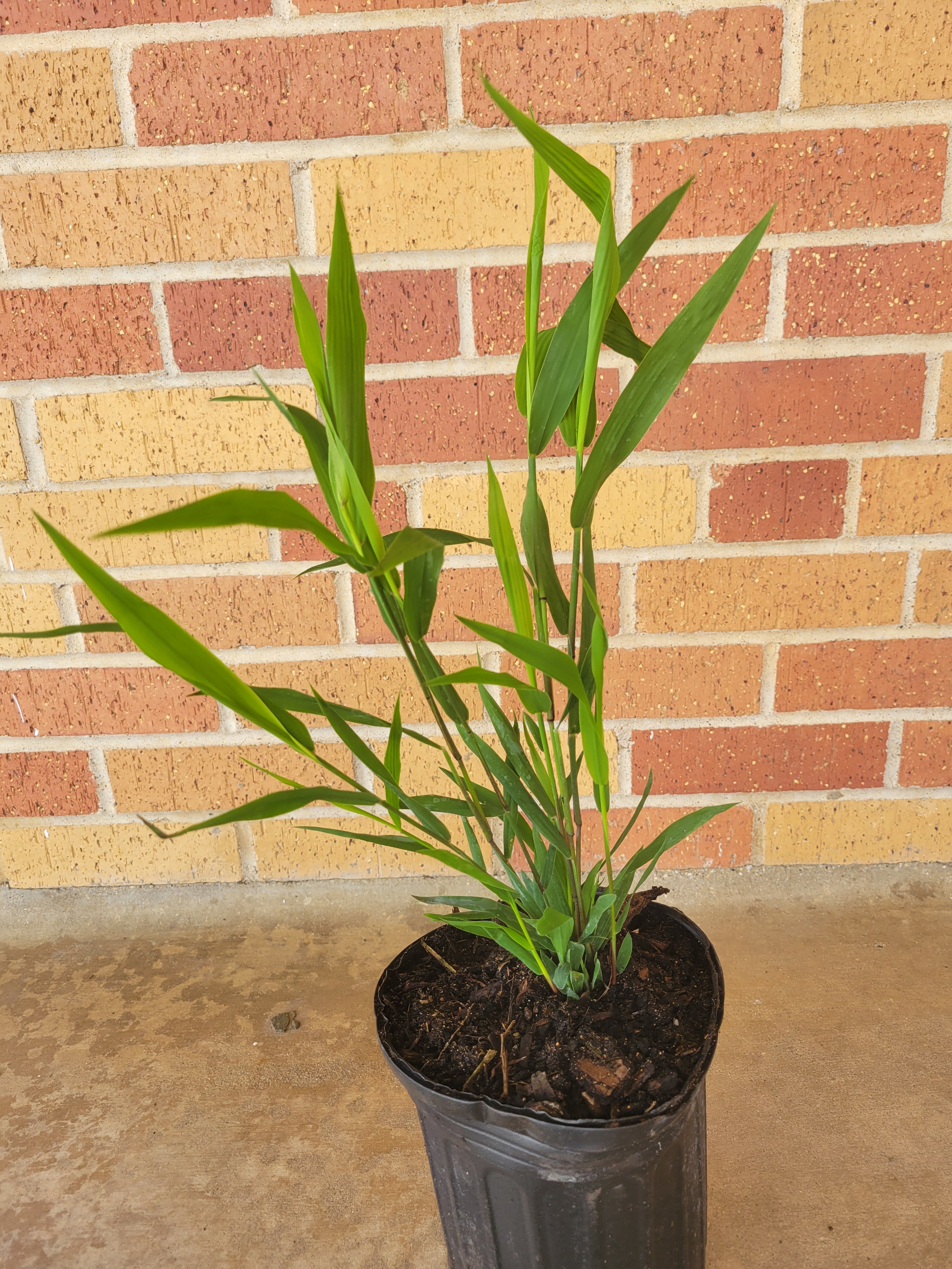 Inland Sea Oats