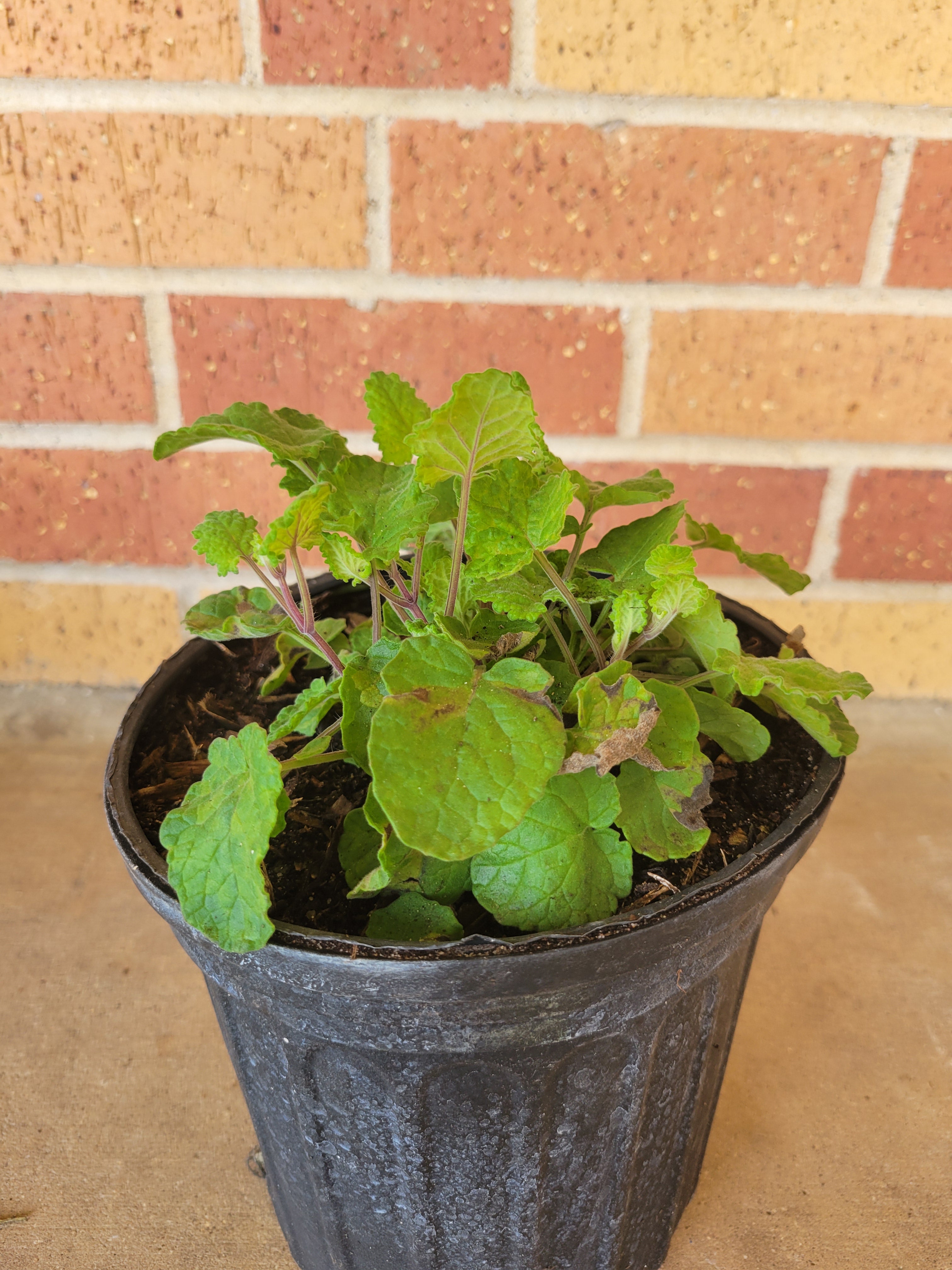 Cedar Sage