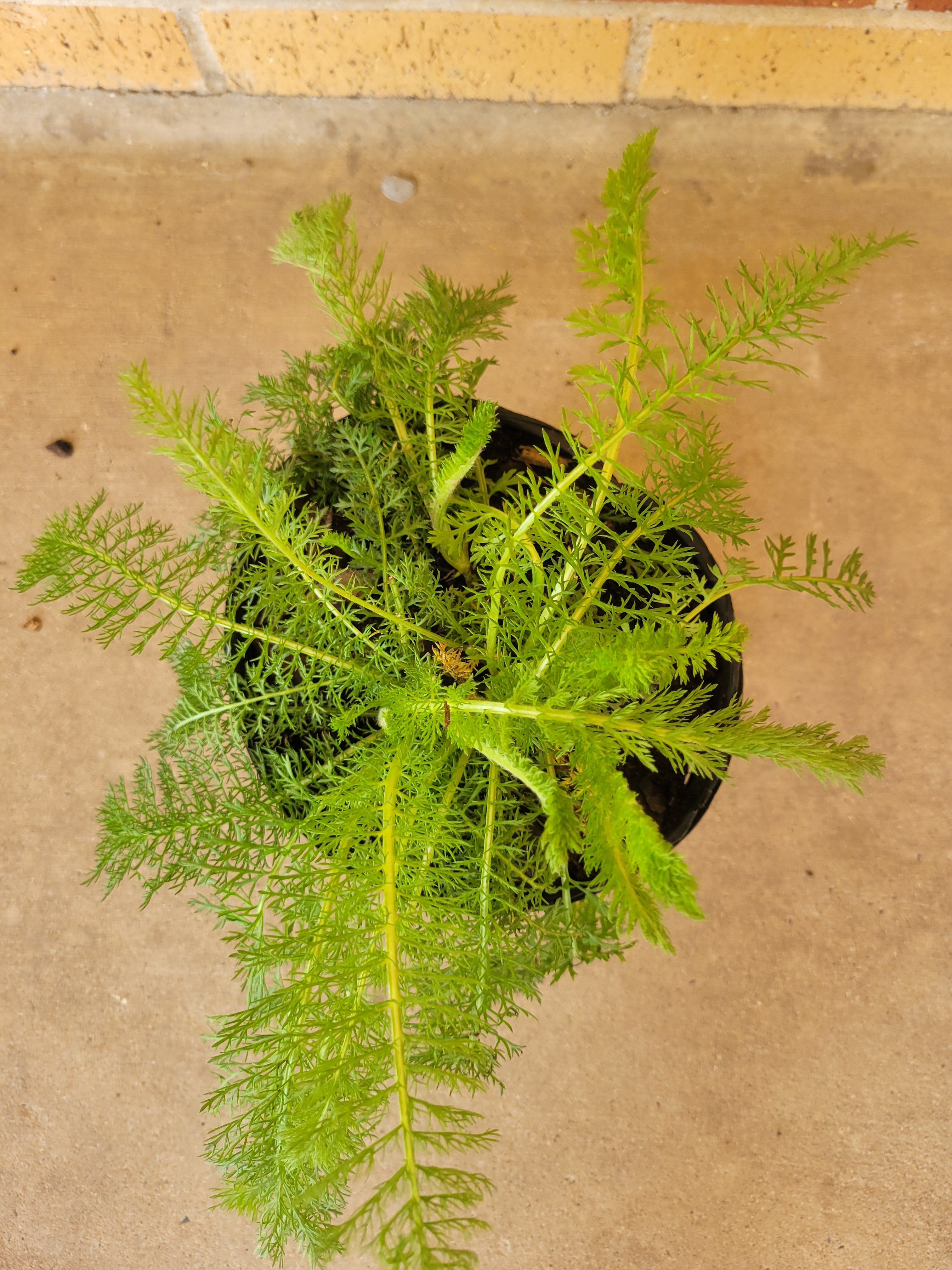 White Yarrow