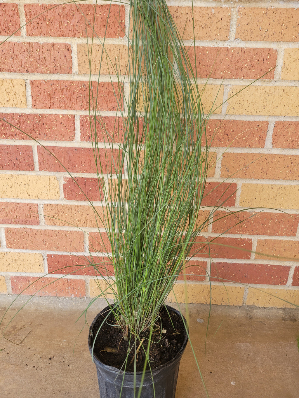 Gulf Muhly