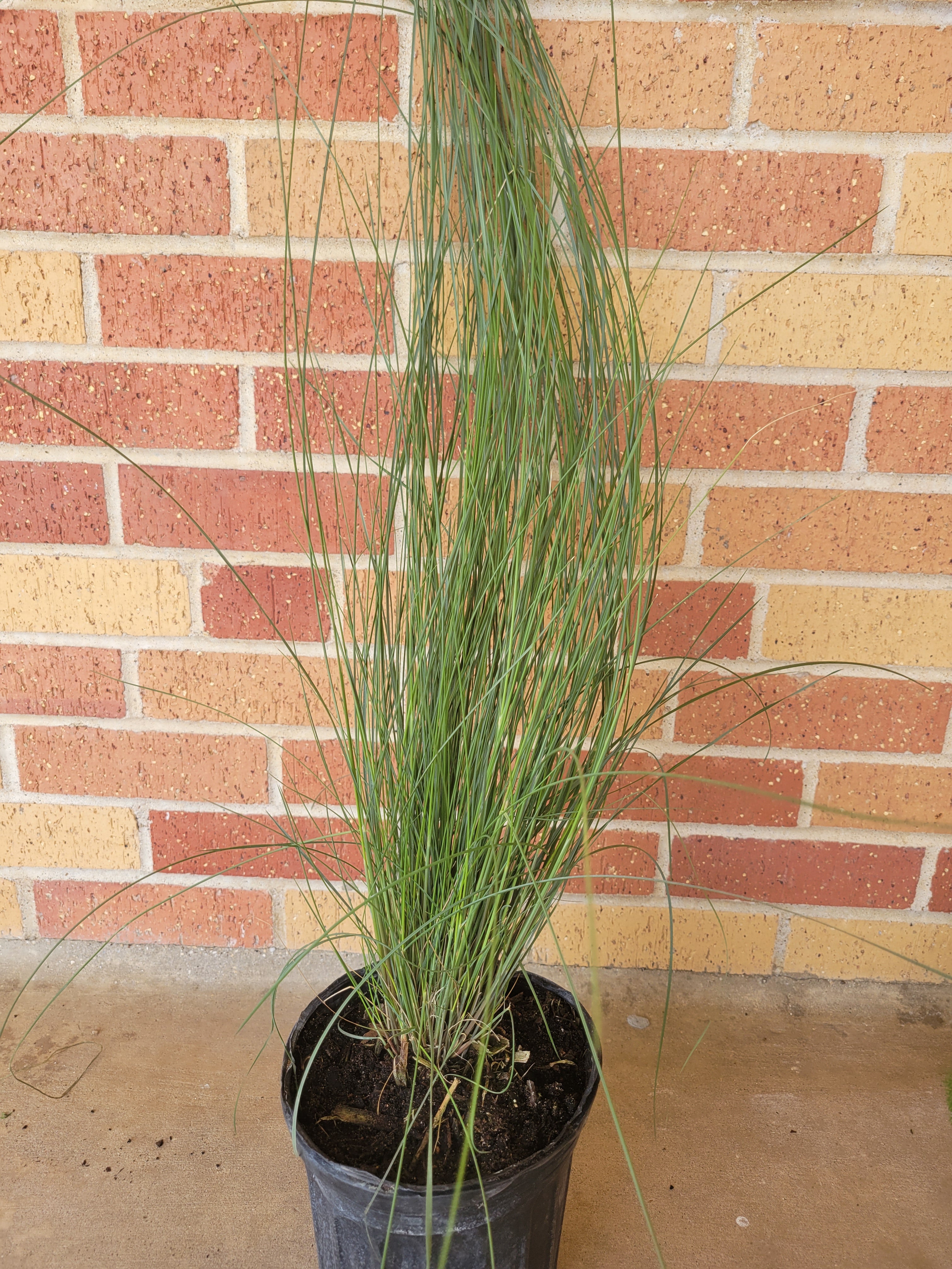 Gulf Muhly