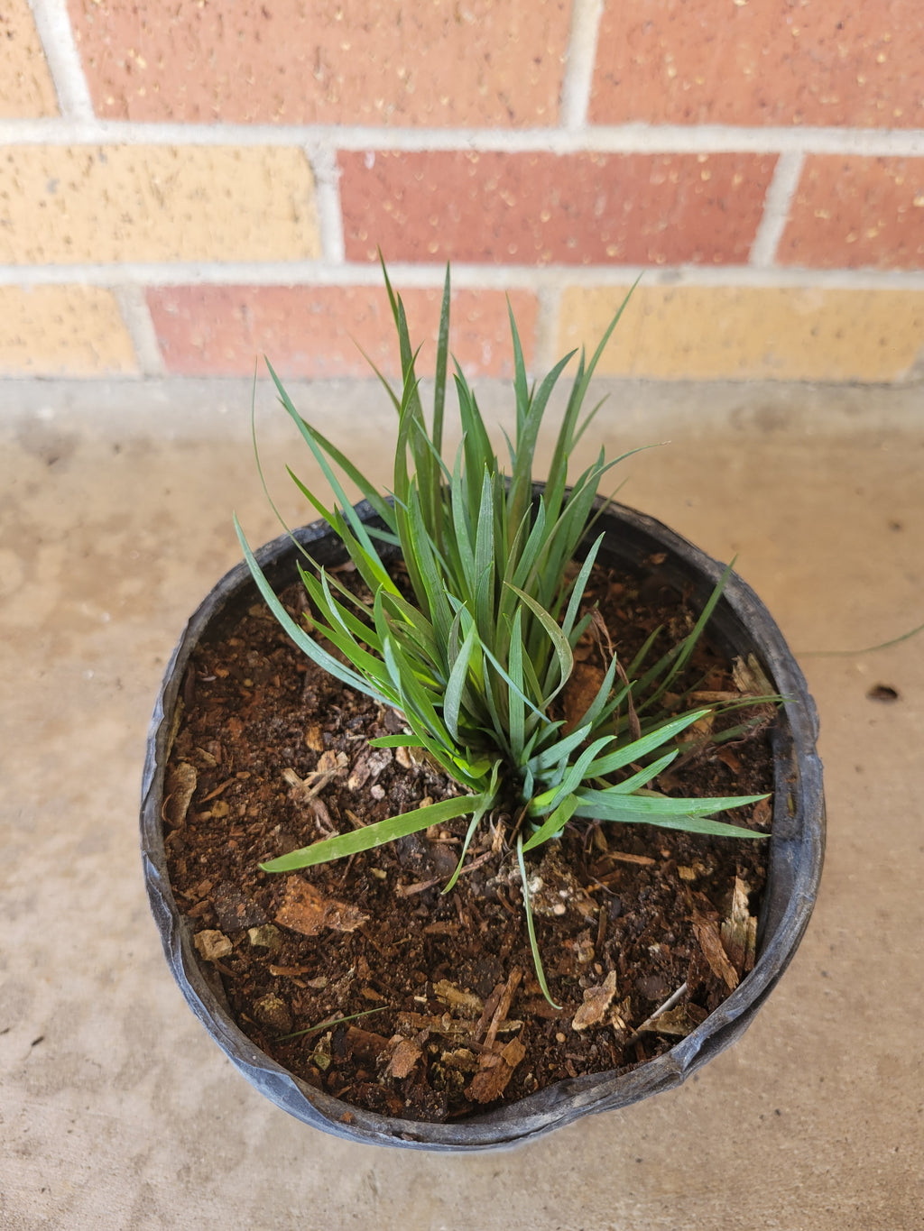 "Moody Blues" Blue-Eyed Grass