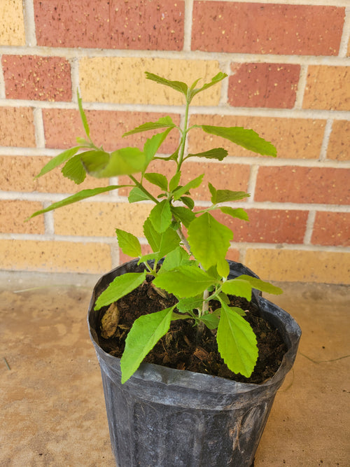 American Beautyberry