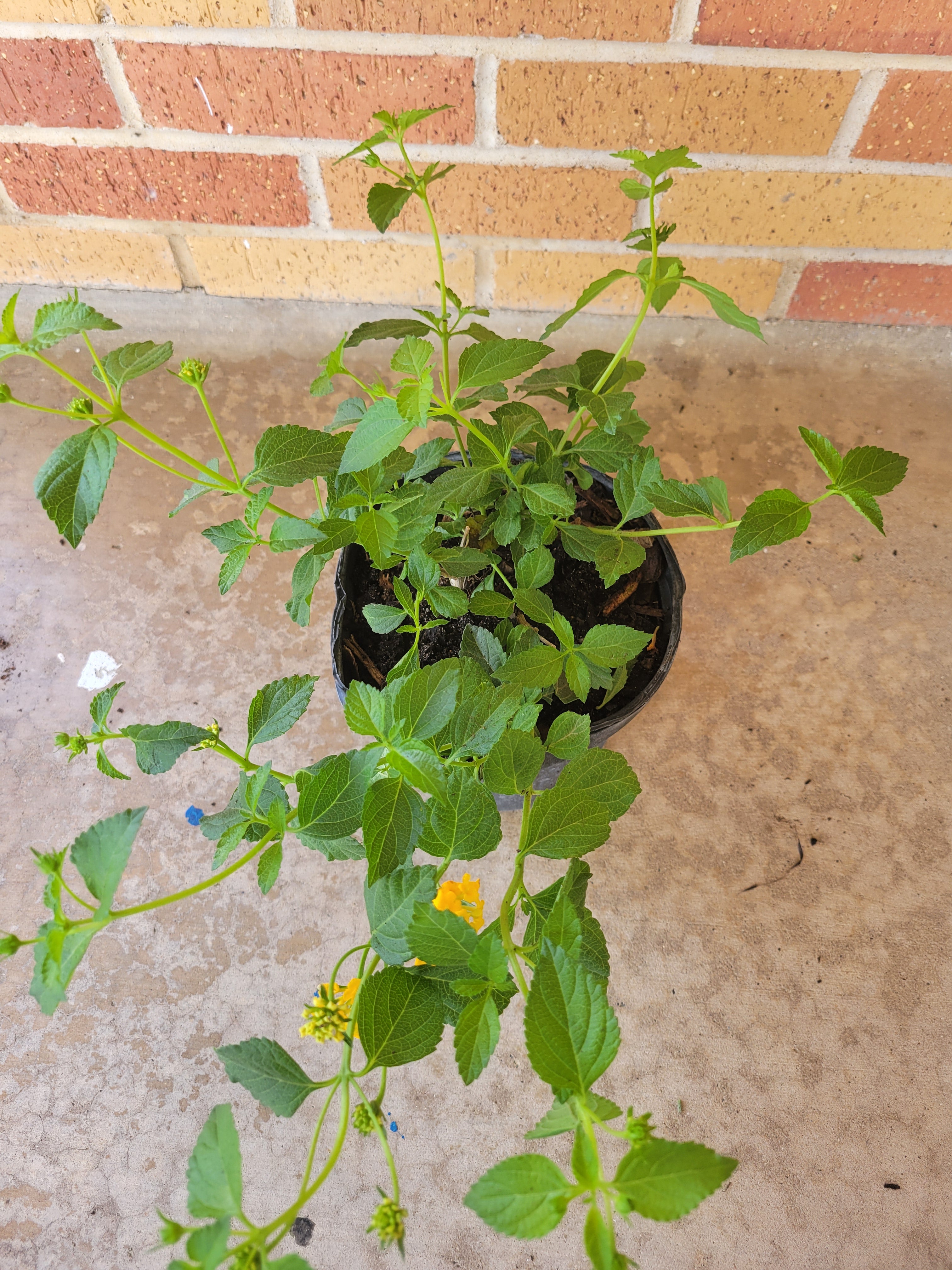 Lantana (New Gold)