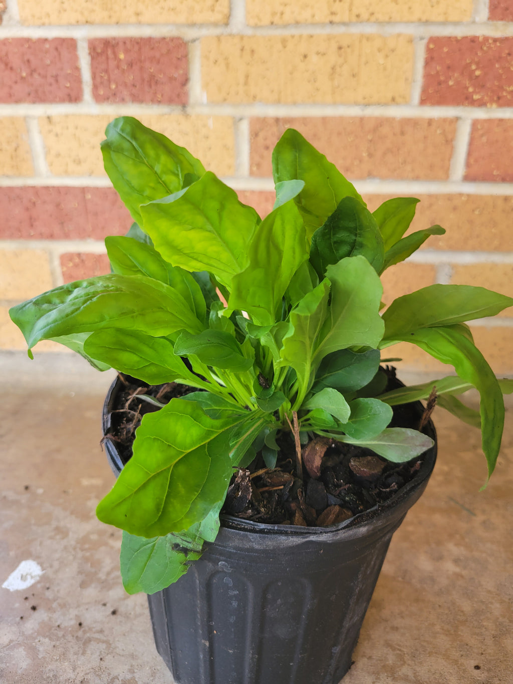 Brazos Penstemon