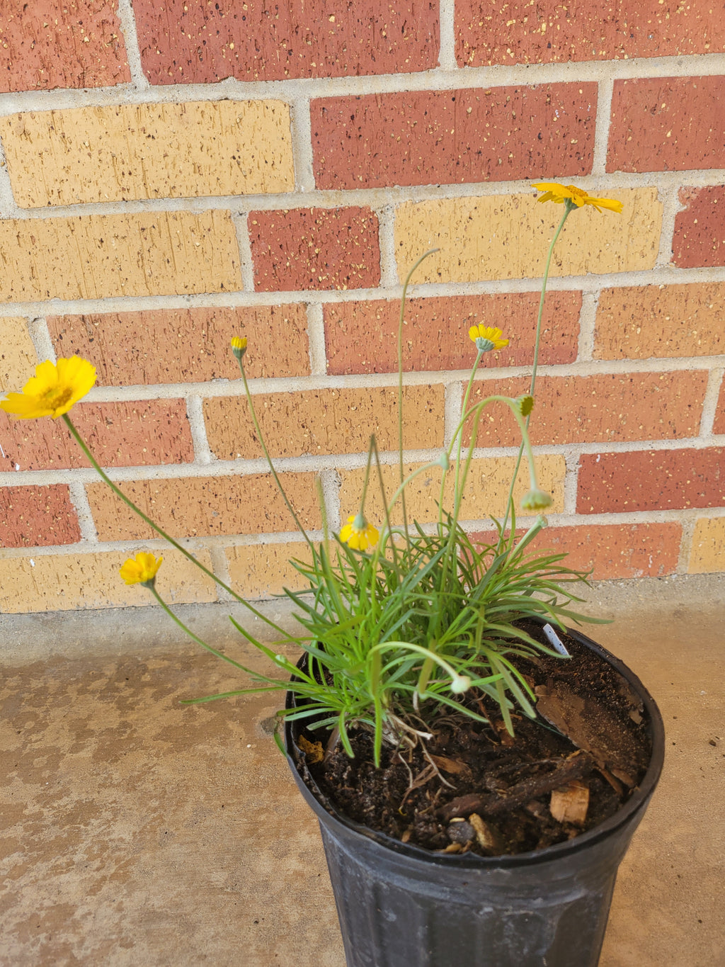 Four-Nerve Daisy