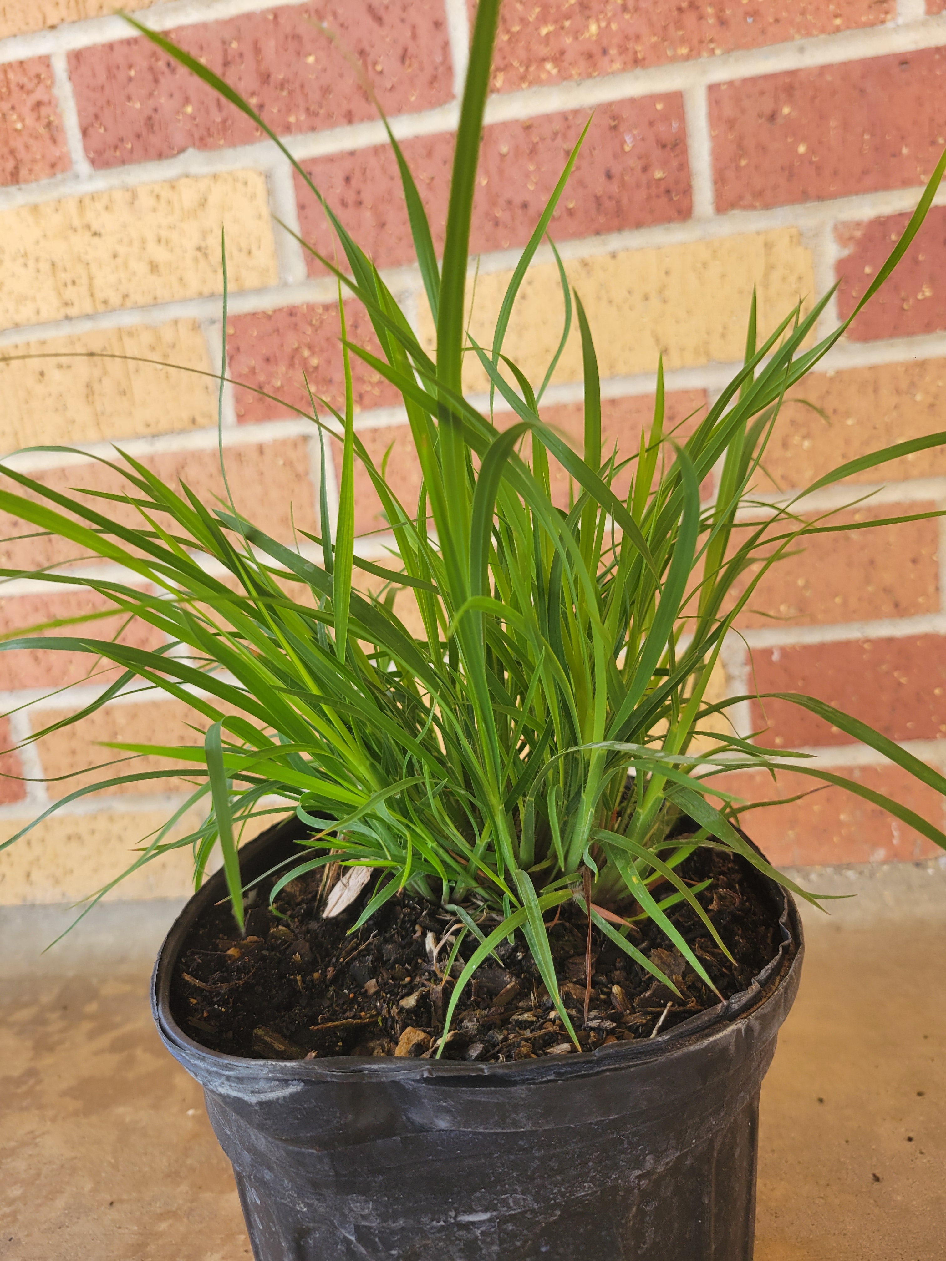 Little Bluestem