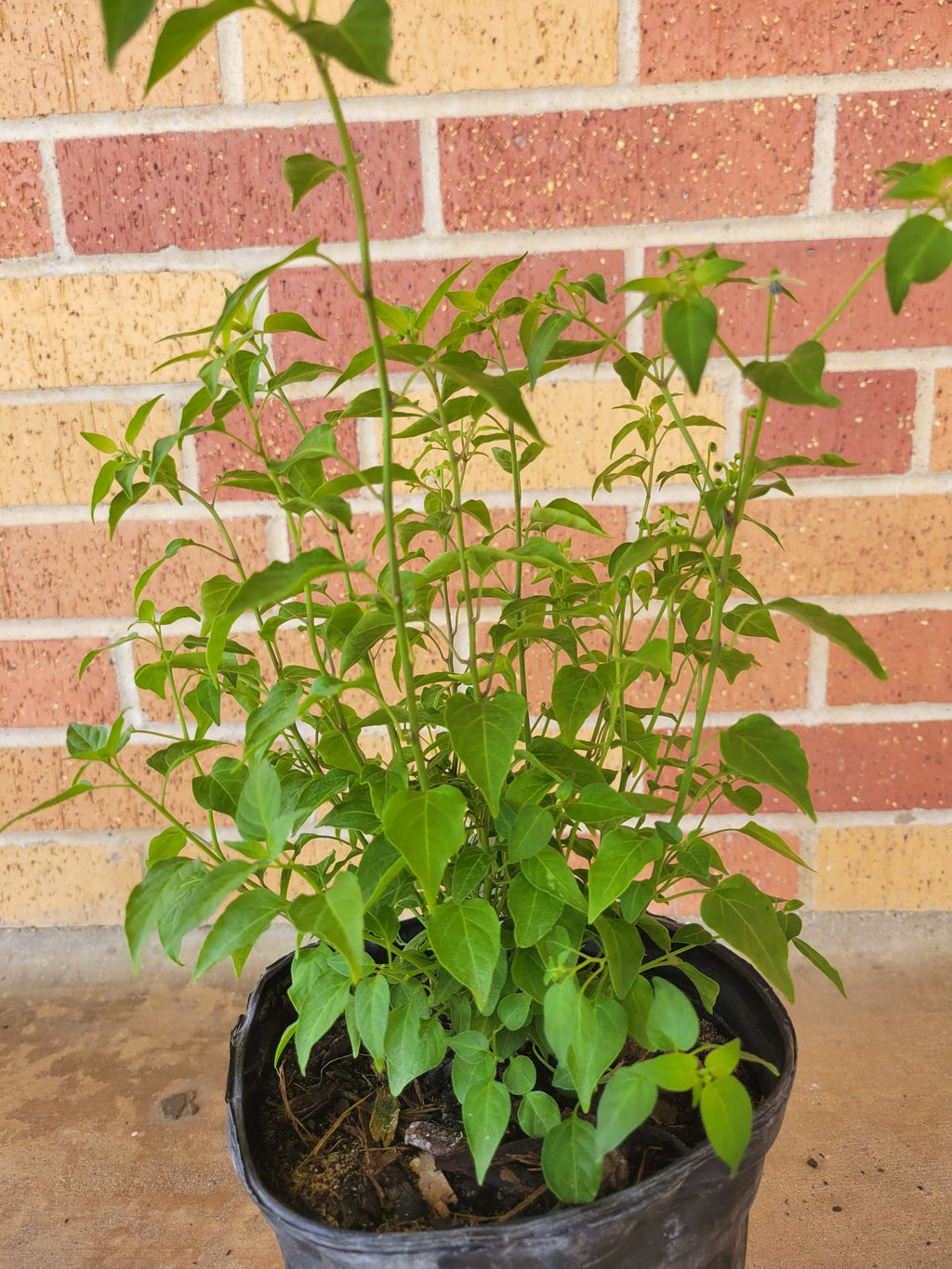 Chile Pequin / Chiltepin