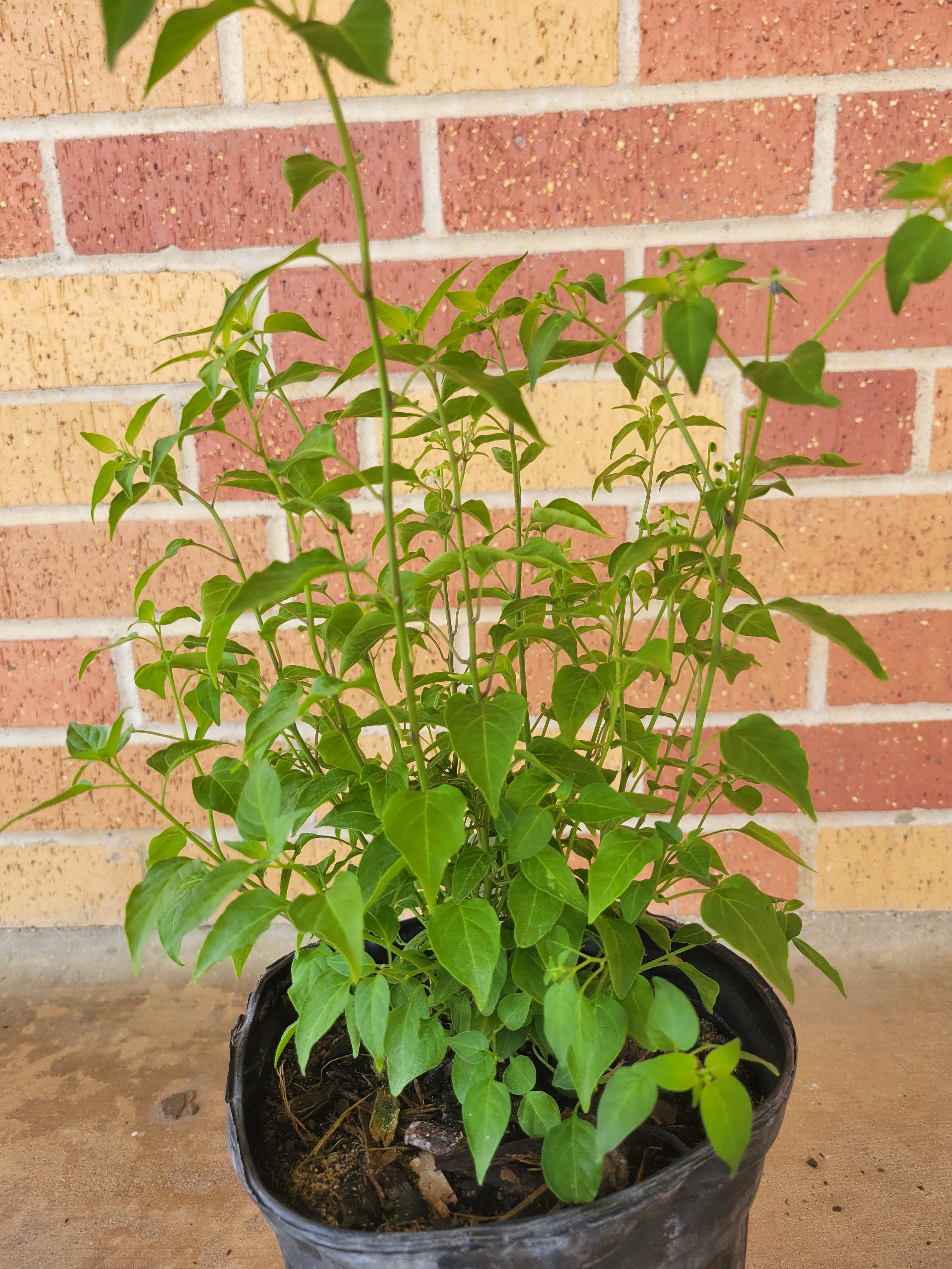 Chile Pequin / Chiltepin