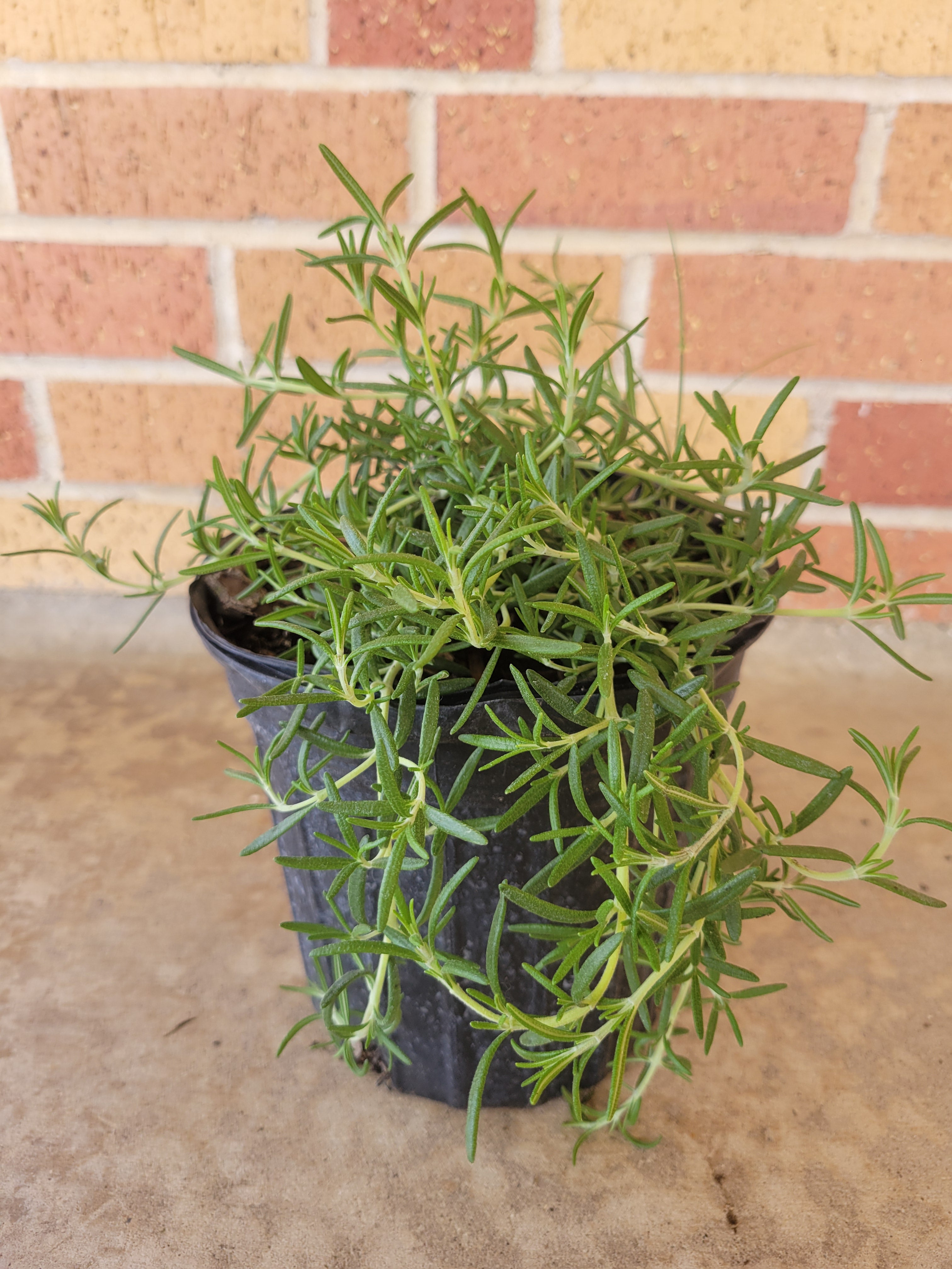 Creeping Rosemary