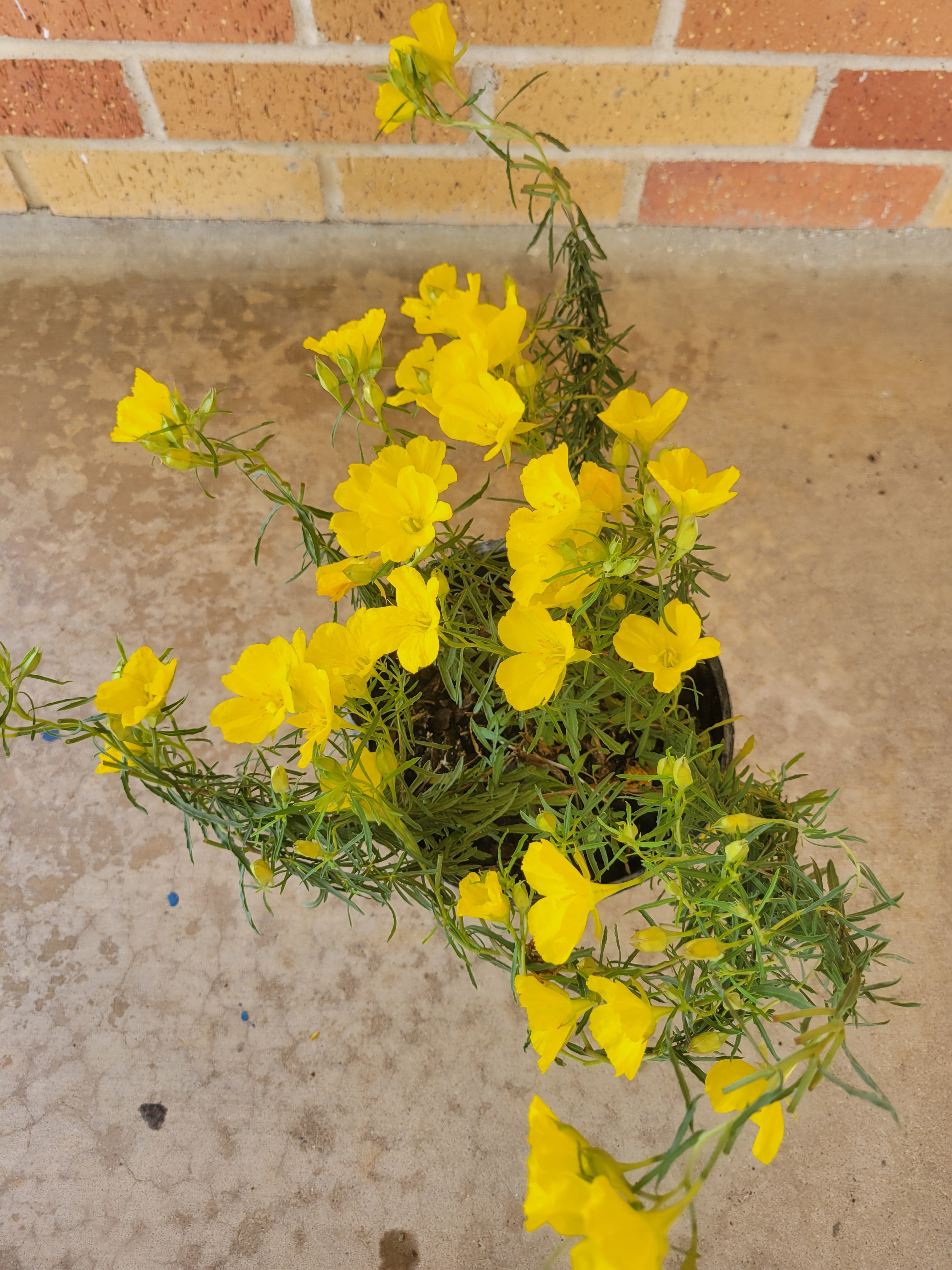 Texas Sundrop