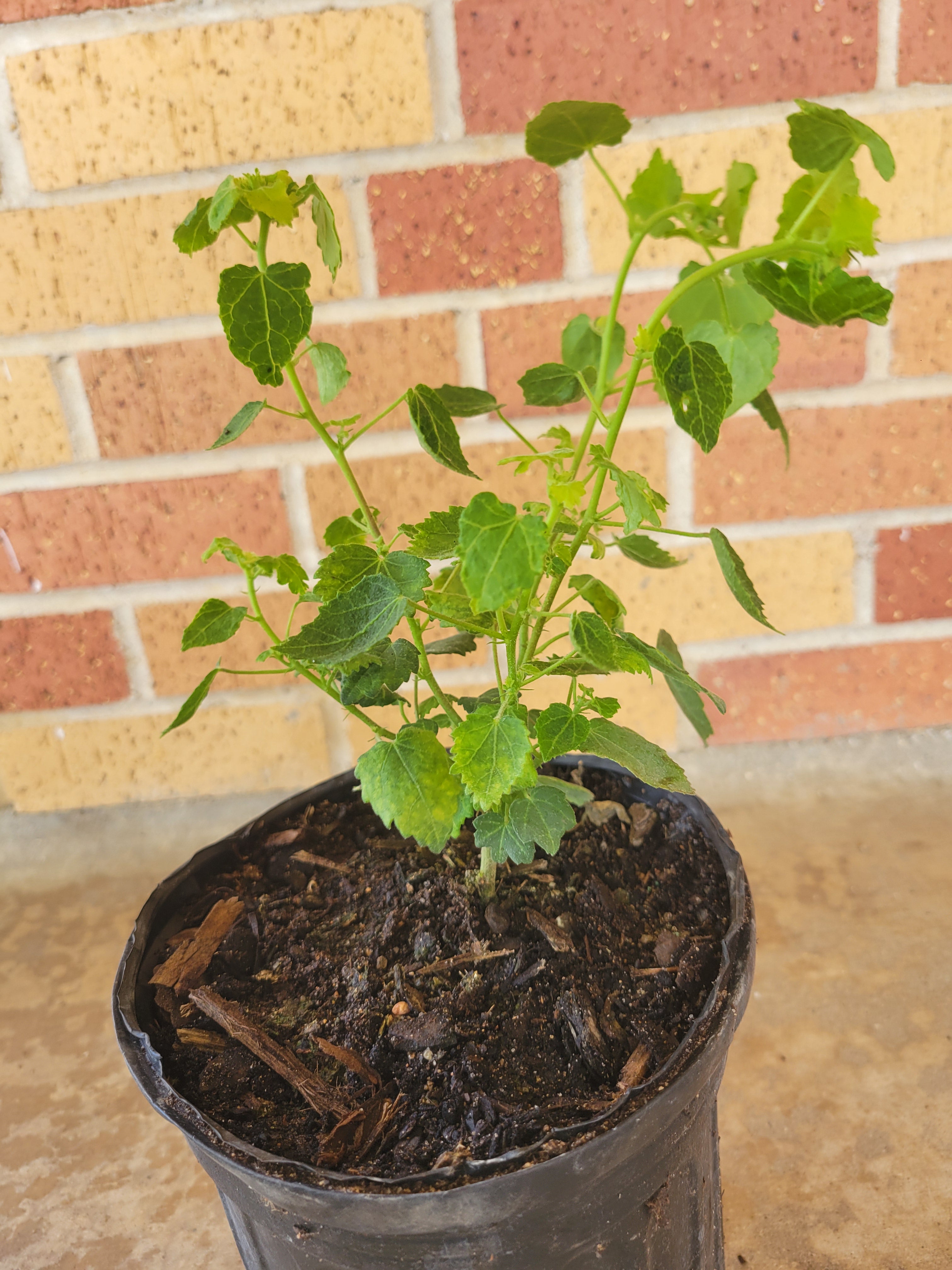 Rock Rose