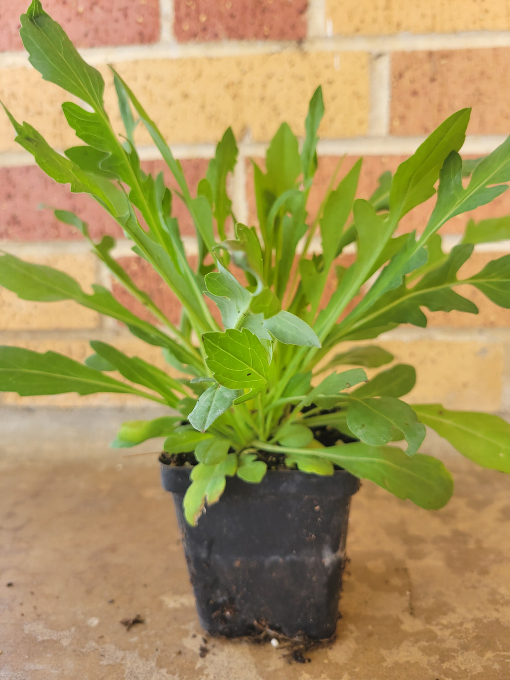 Clasping Coneflower
