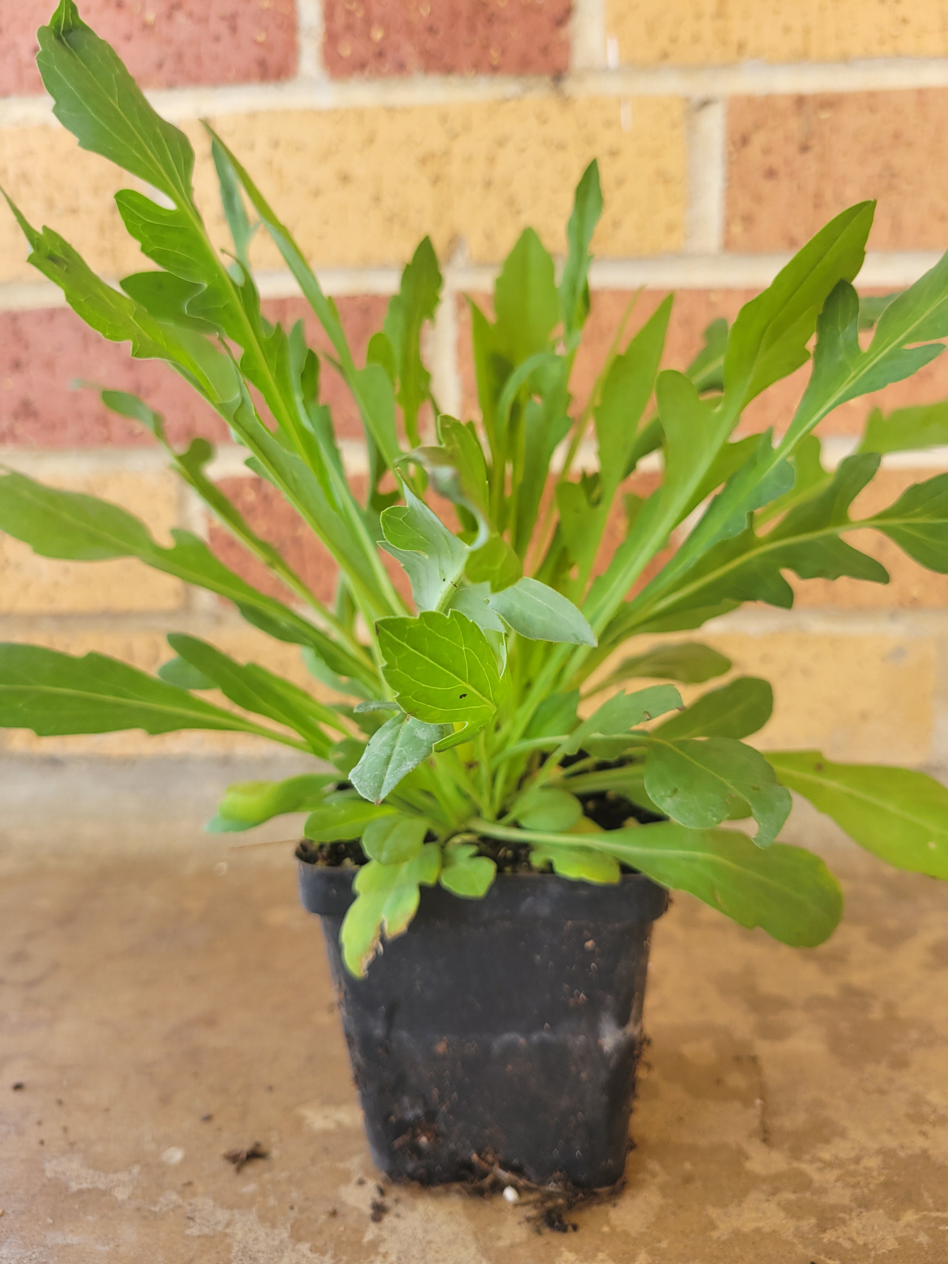 Clasping Coneflower