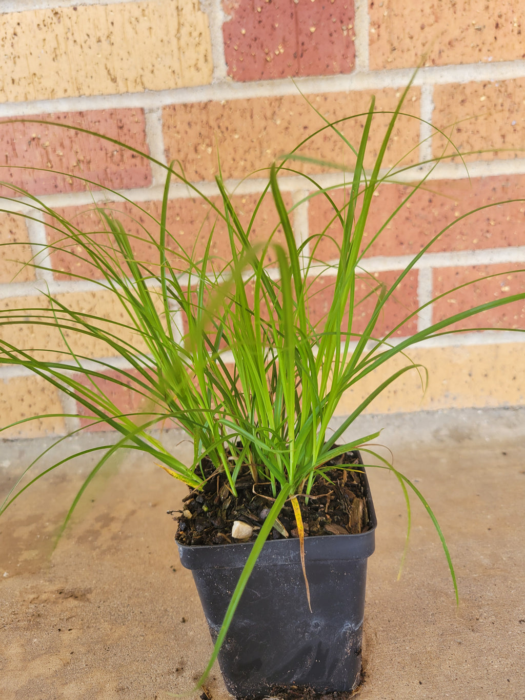 Webberville Sedge