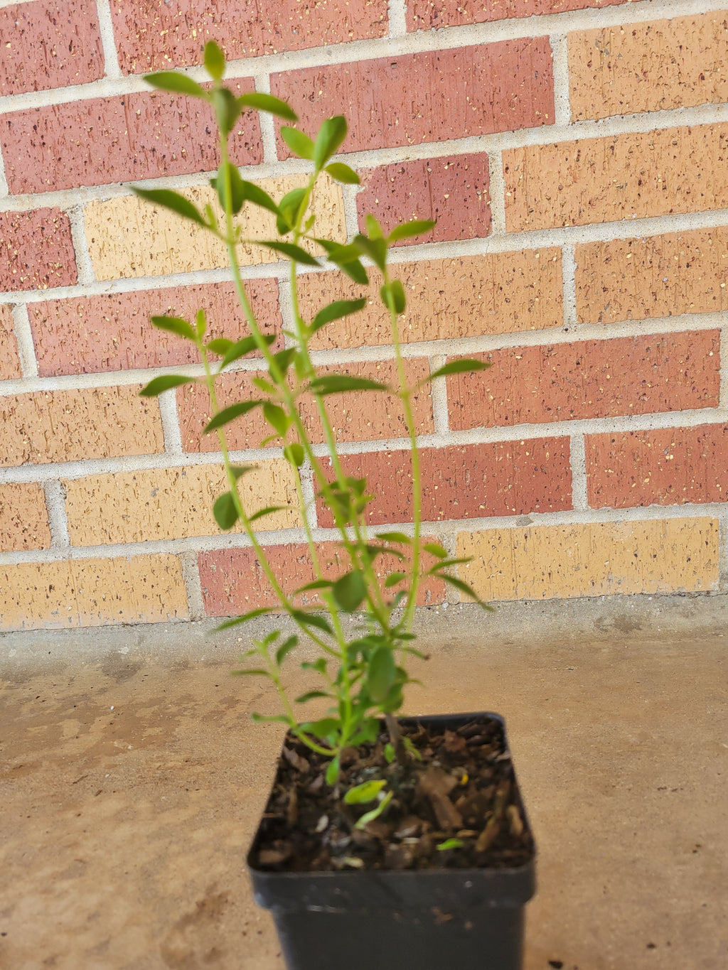 Mexican Oregano