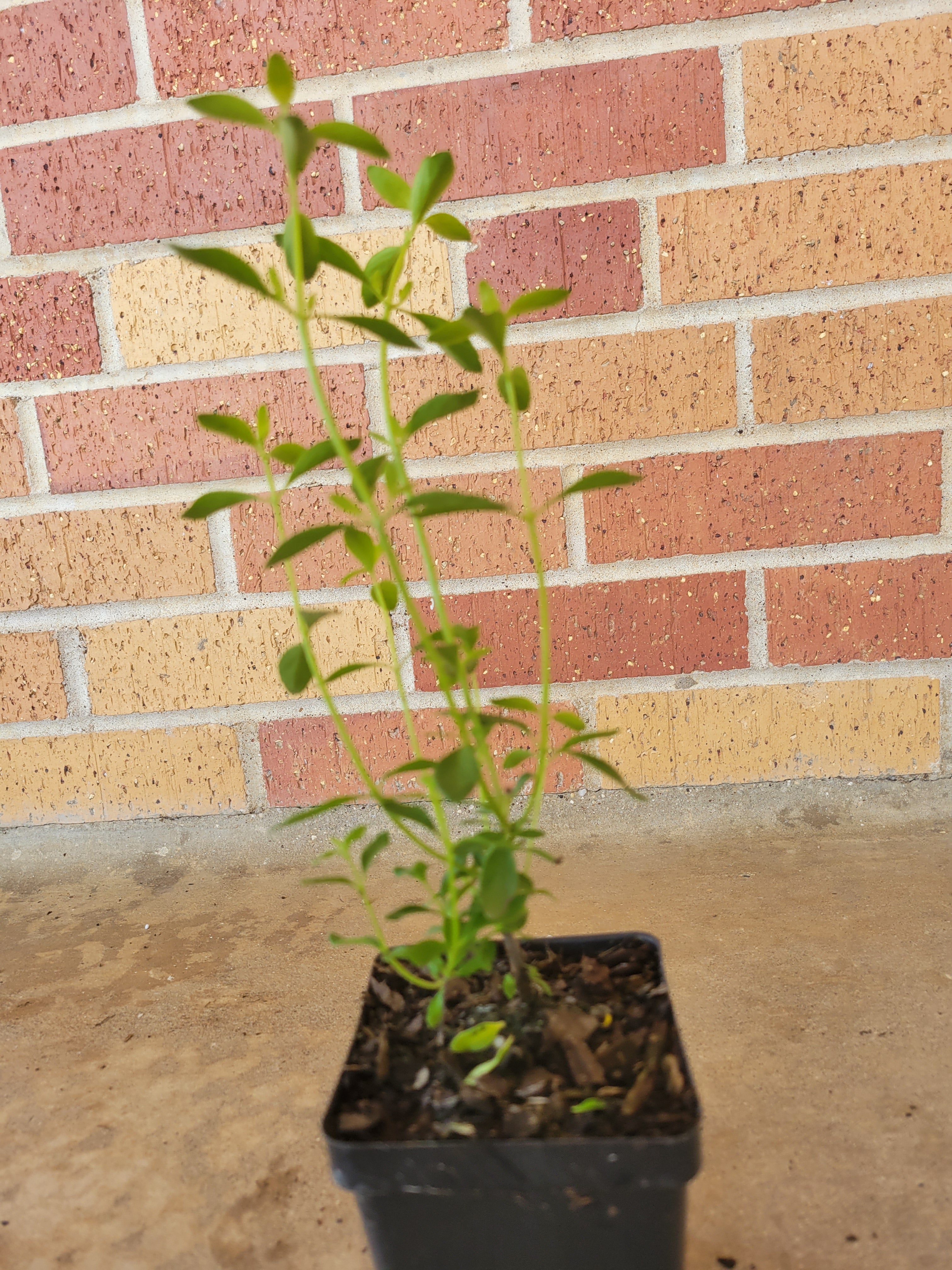 Mexican Oregano