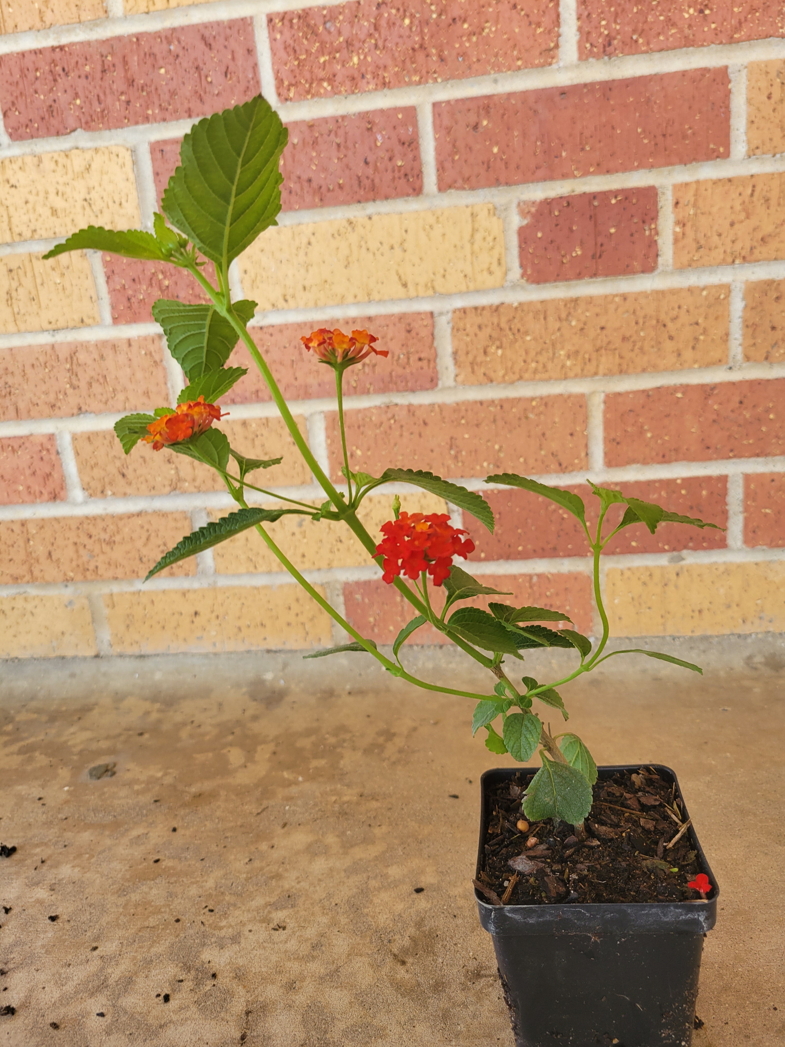 Lantana (Dallas Red)