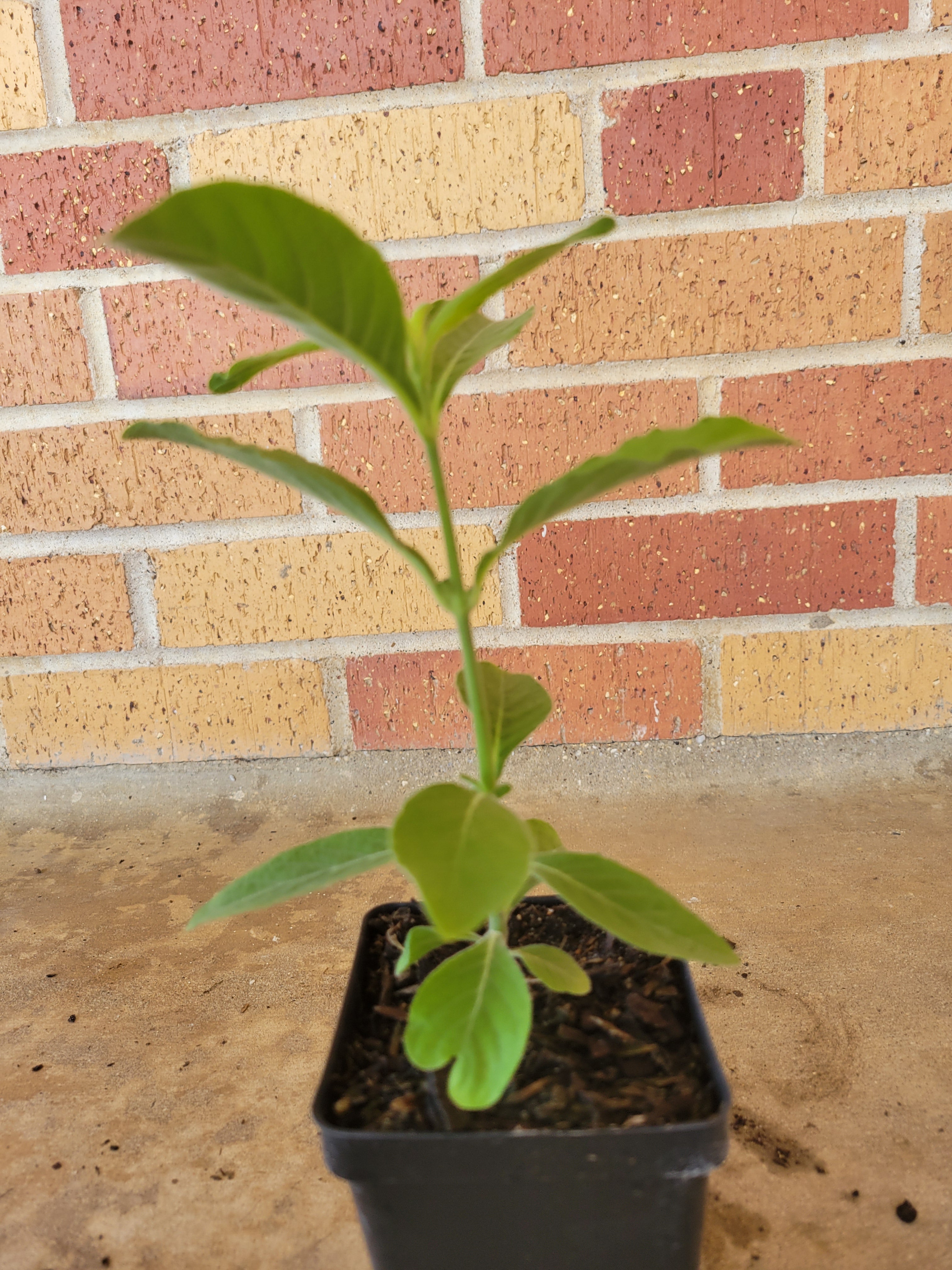 Mexican Honeysuckle