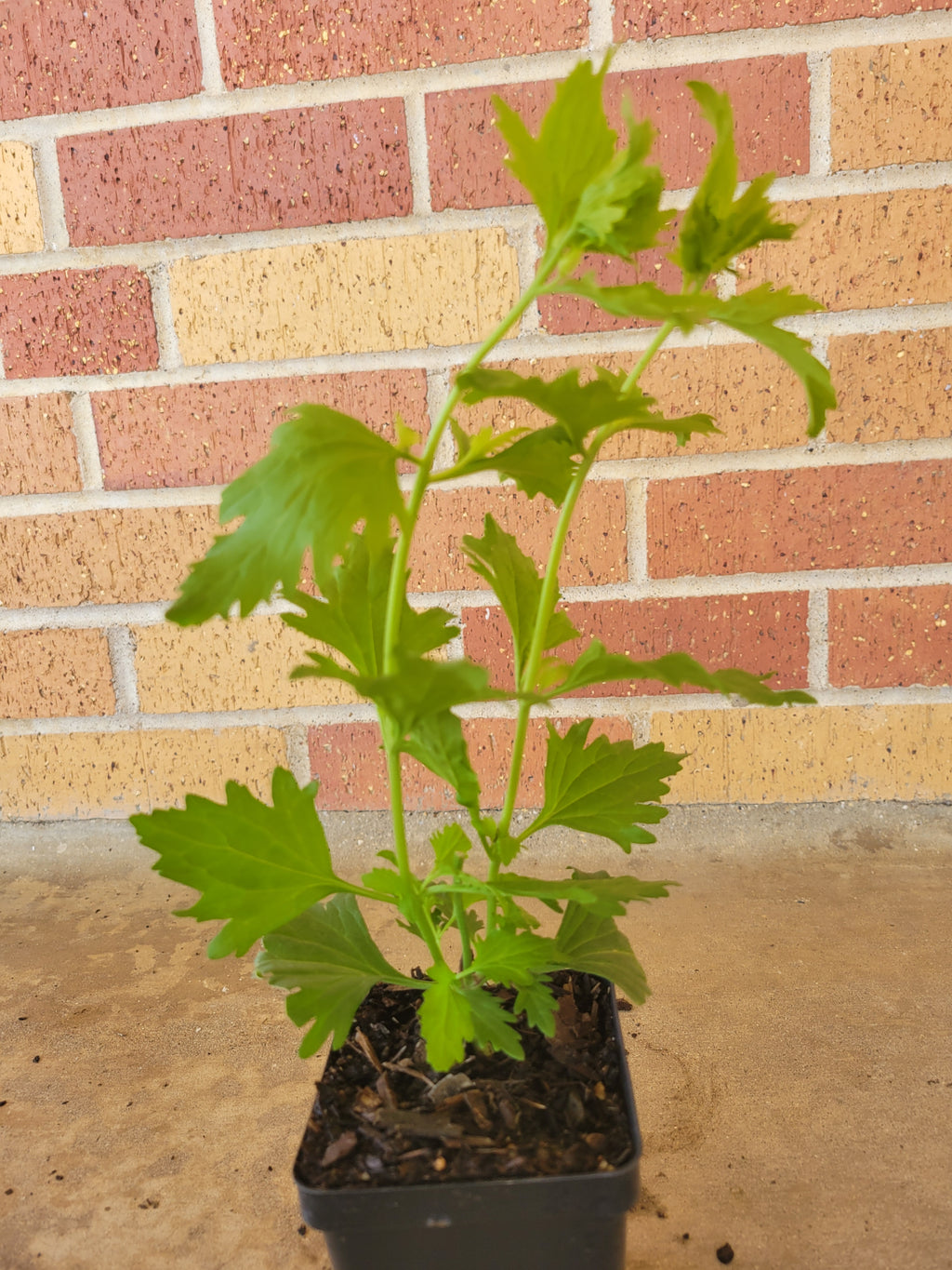 Gregg's Mistflower