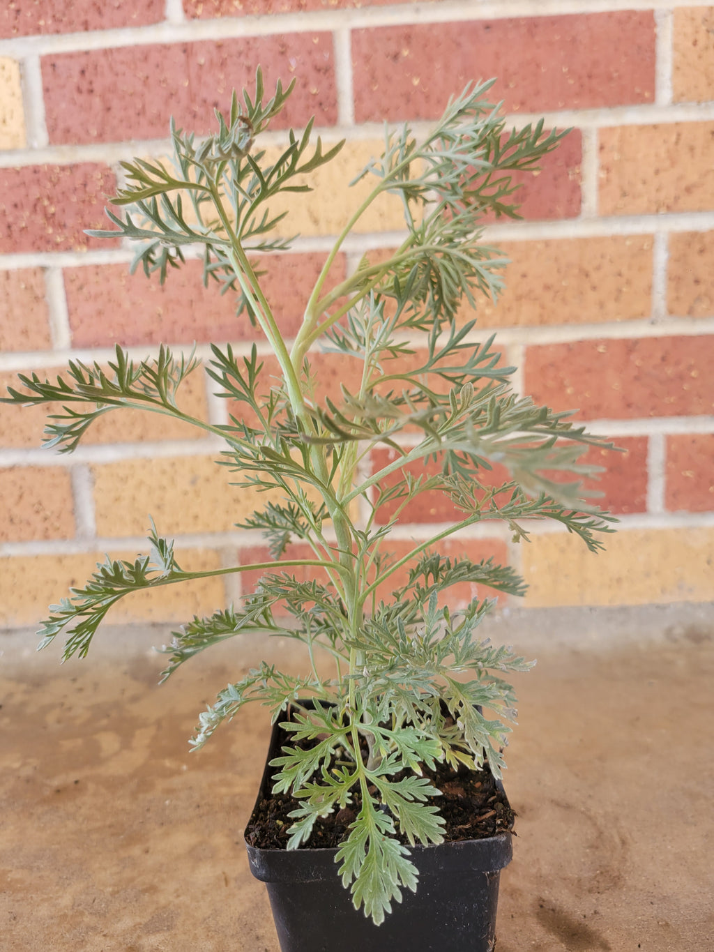 Artemisia "Powis Castle"