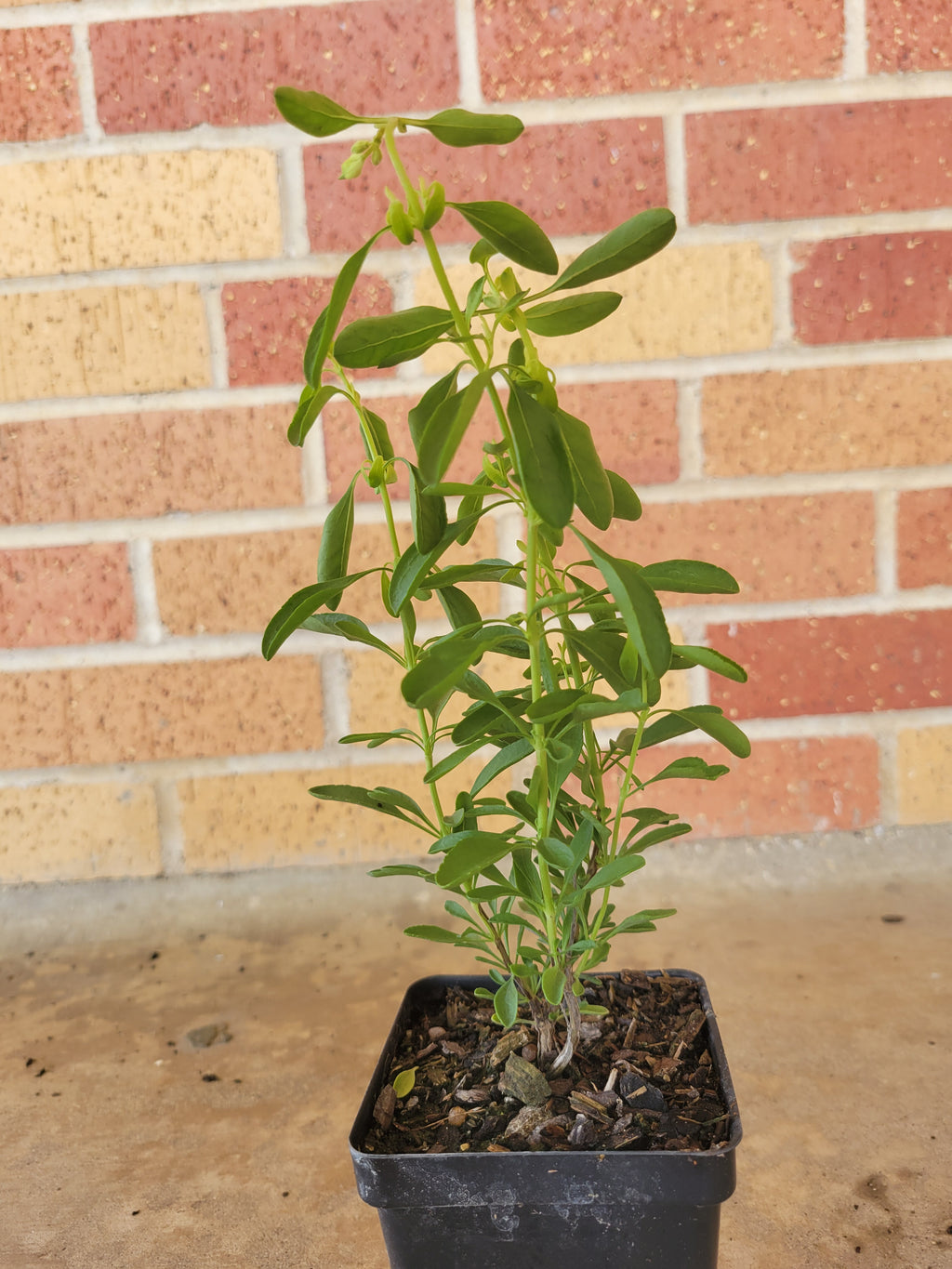 Autumn Sage