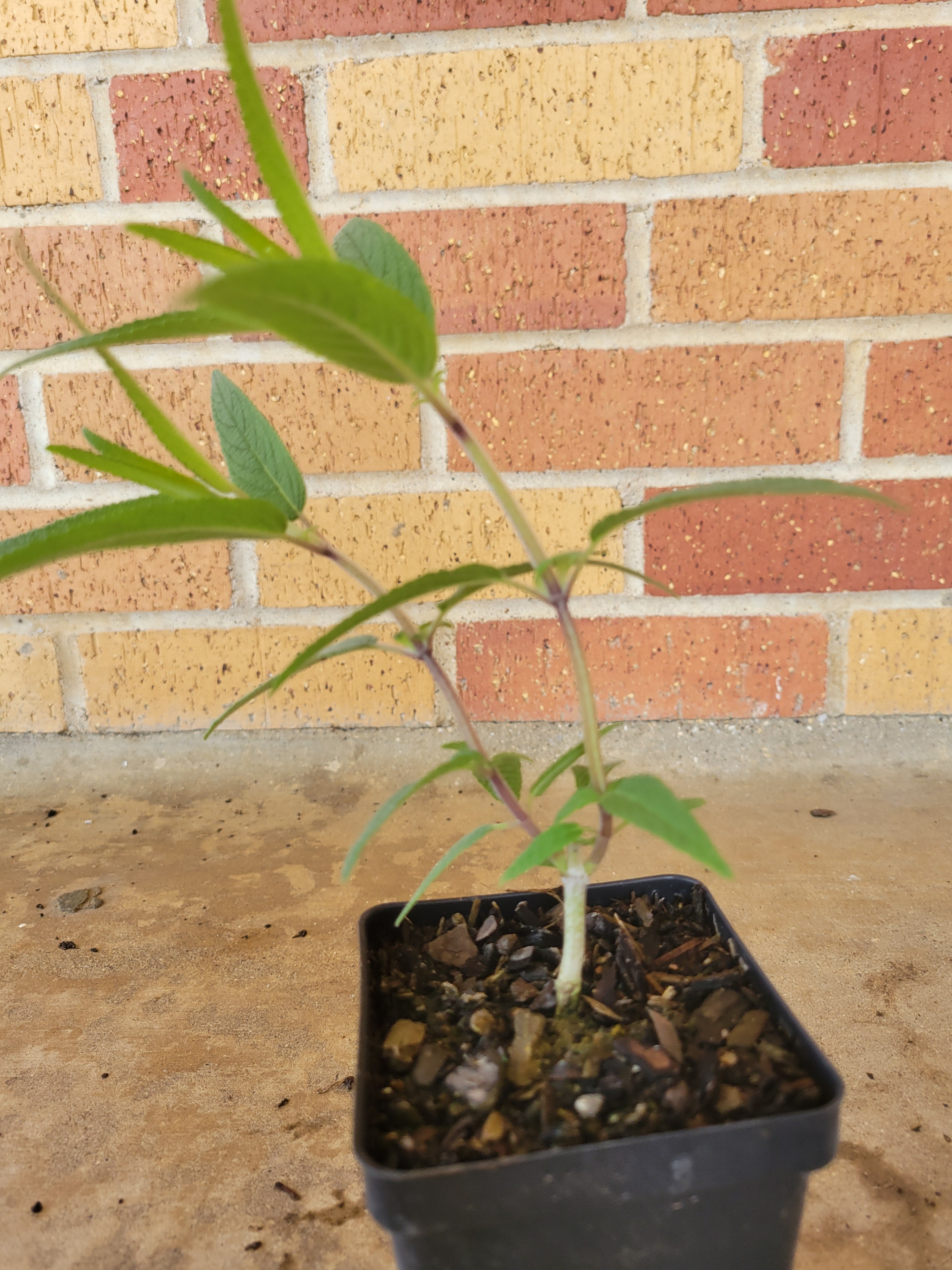 Mexican Bush Salvia