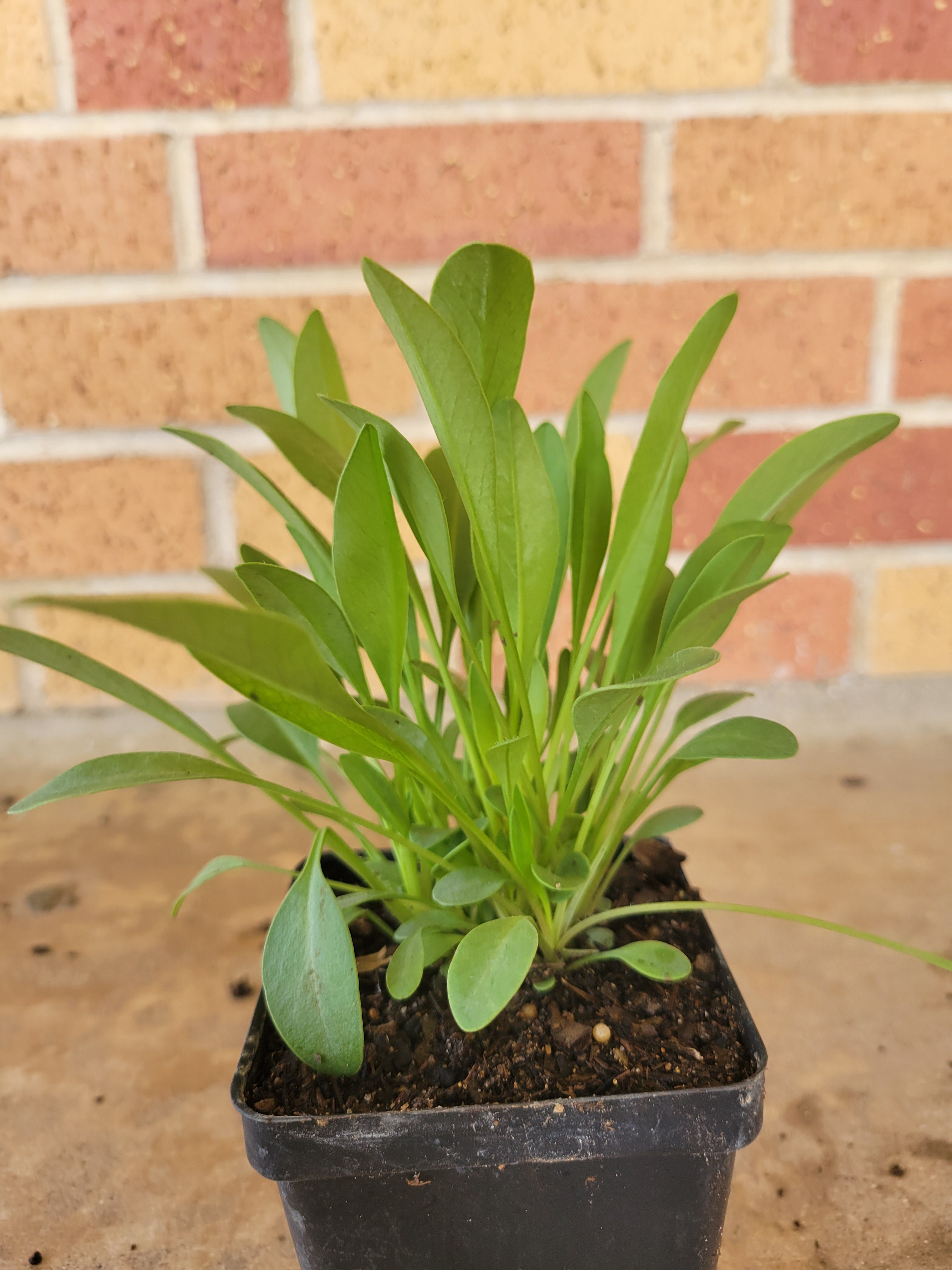Lanceleaf Coreopsis