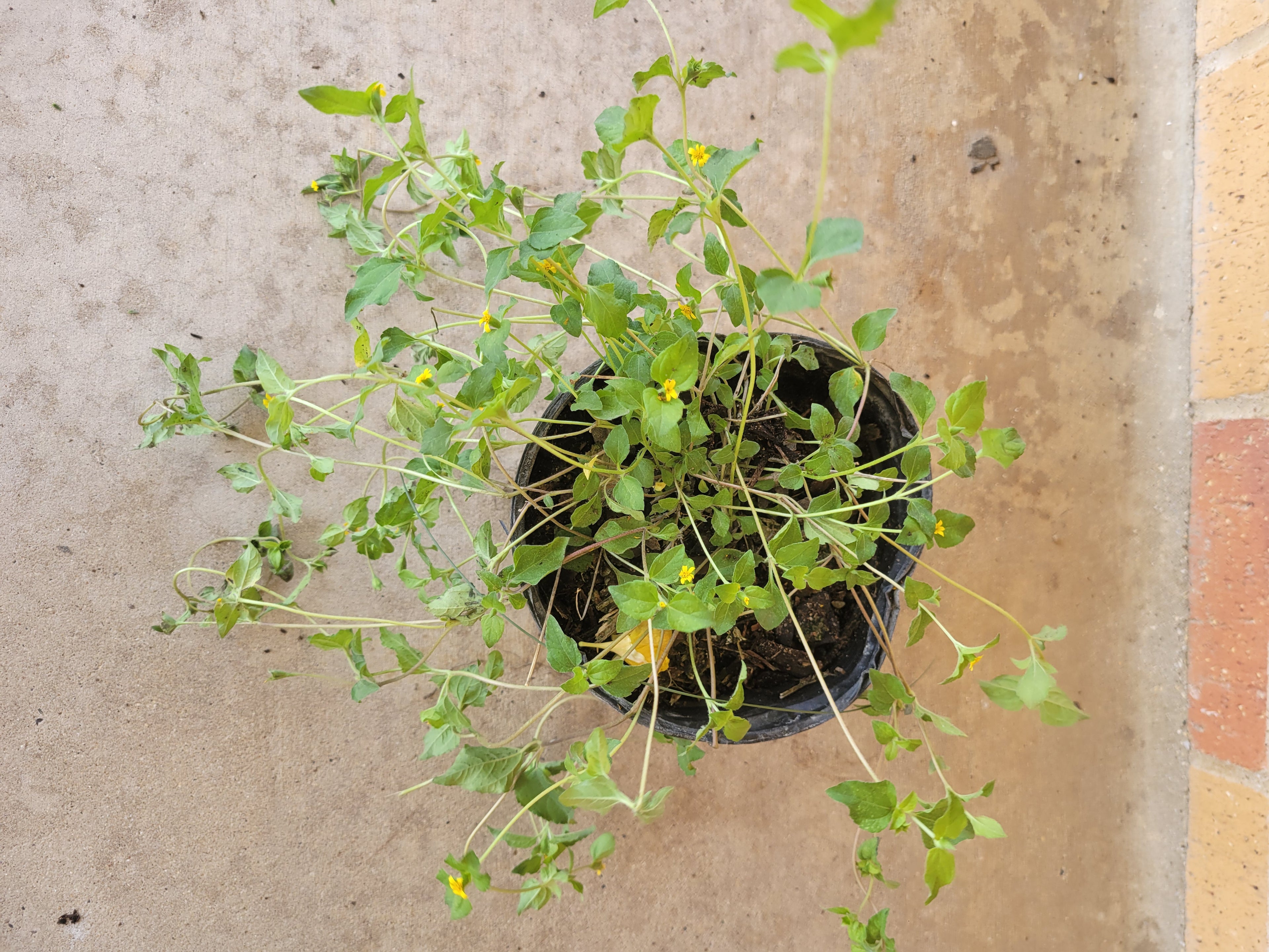 Horseherb