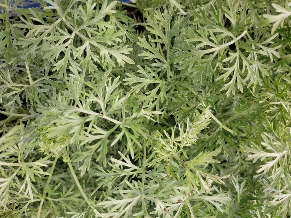 Artemisia "Powis Castle"