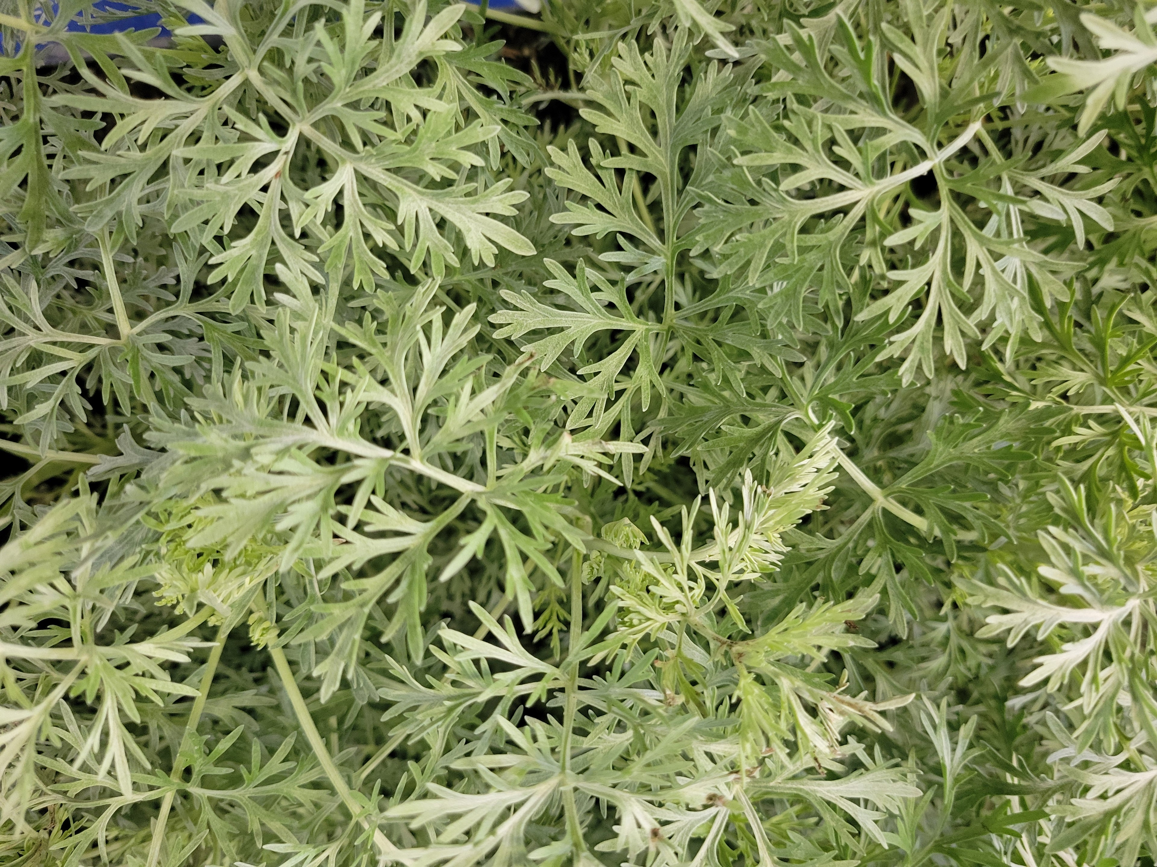 Artemisia "Powis Castle"