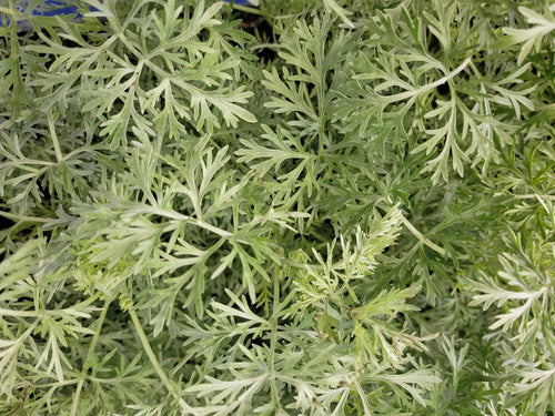 Artemisia "Powis Castle"