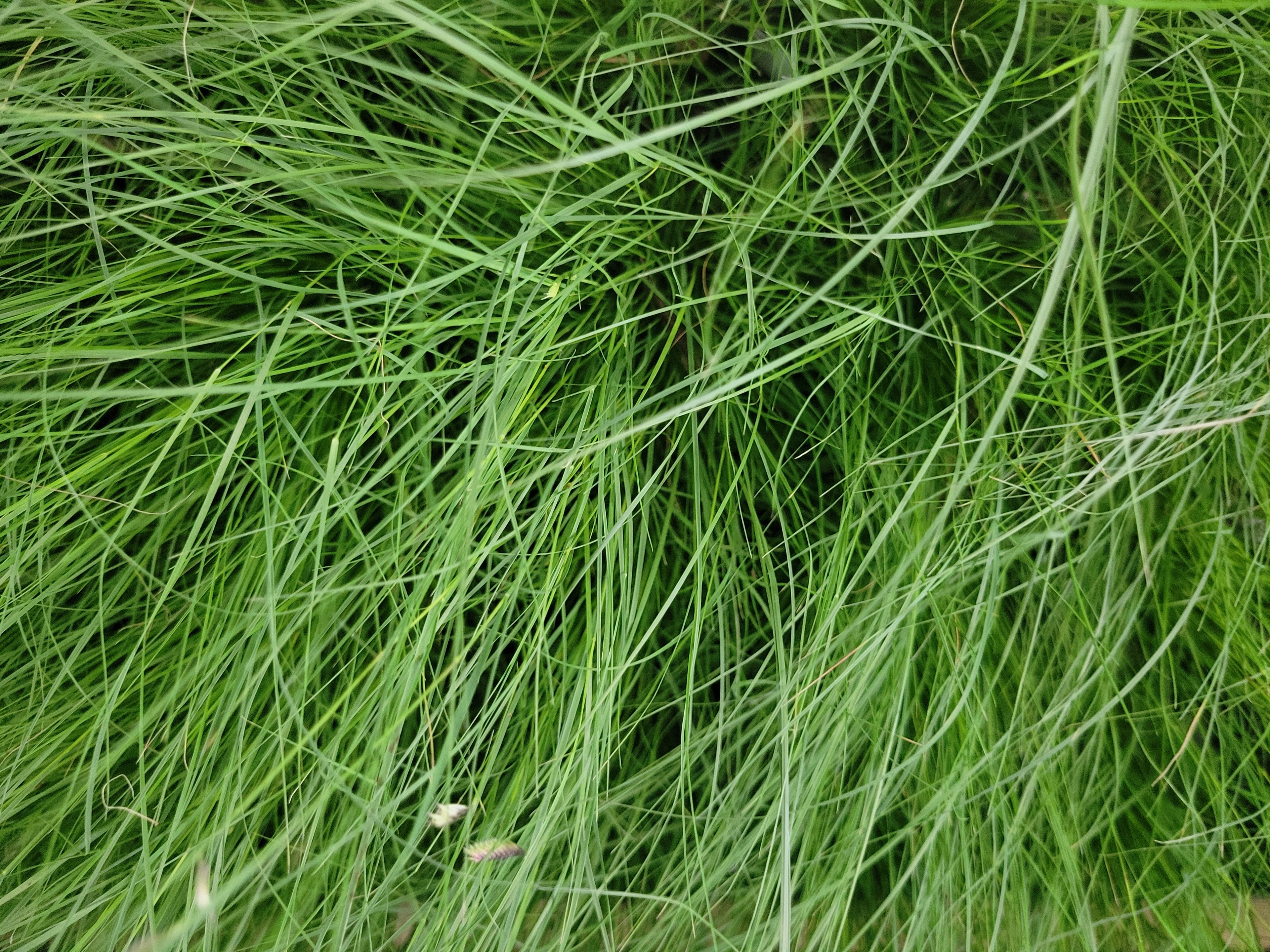 Blue Grama