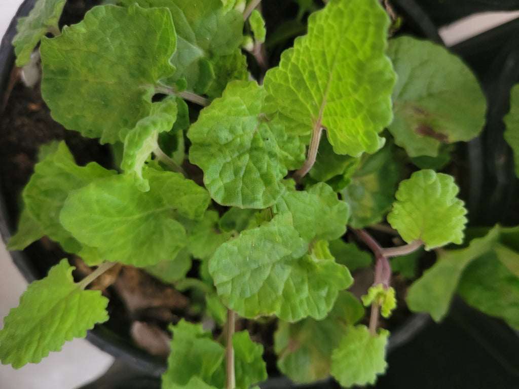 Cedar Sage