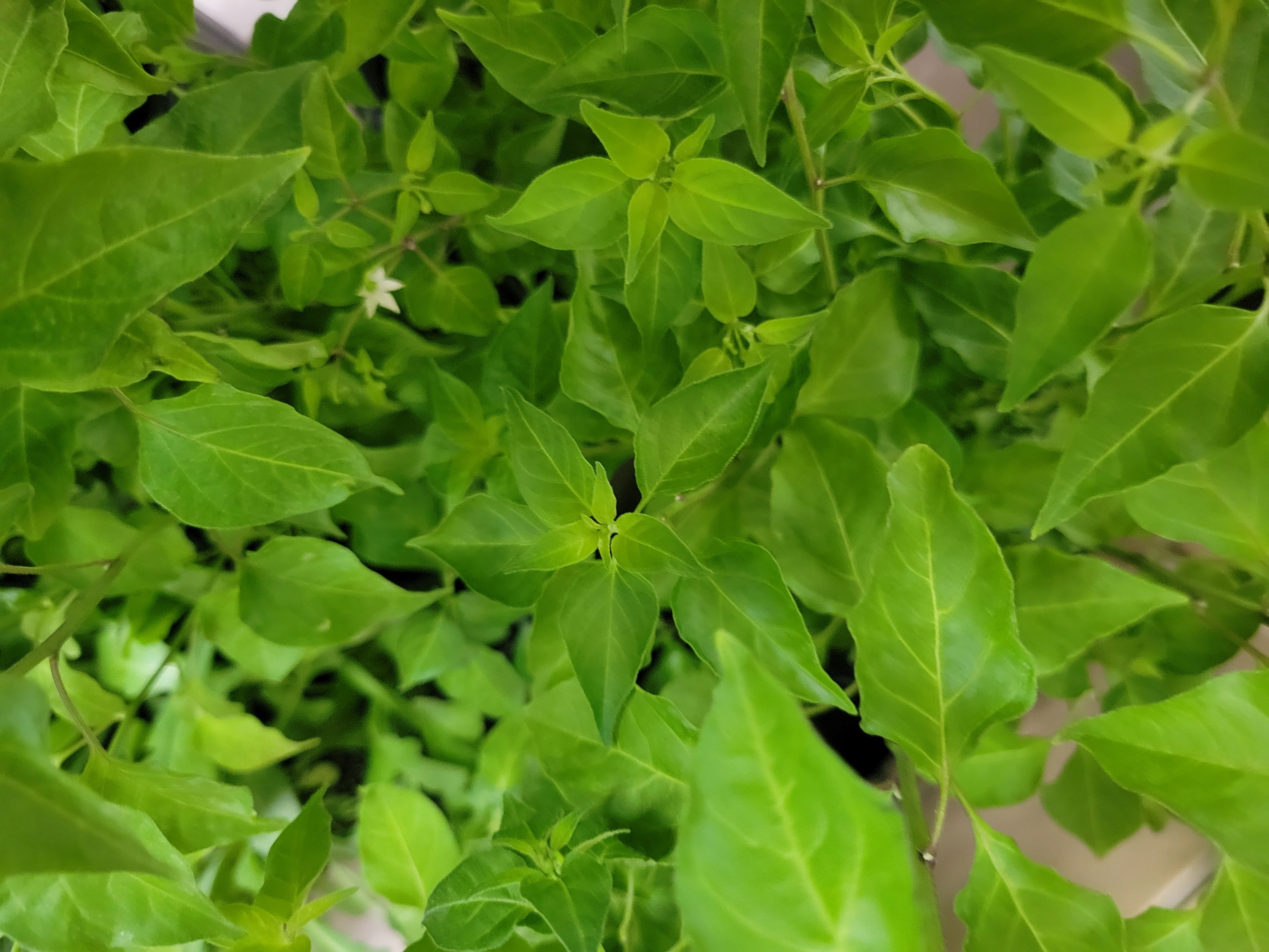 Chile Pequin / Chiltepin