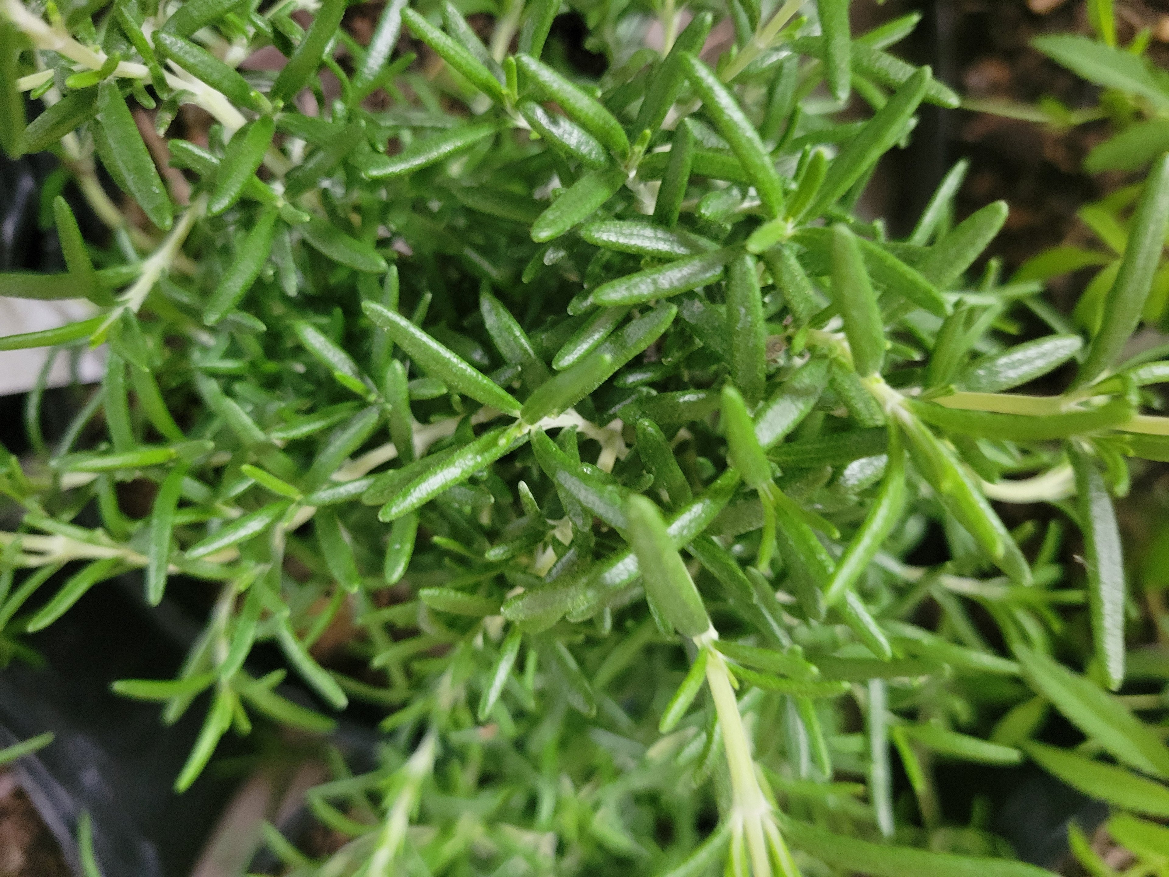 Creeping Rosemary