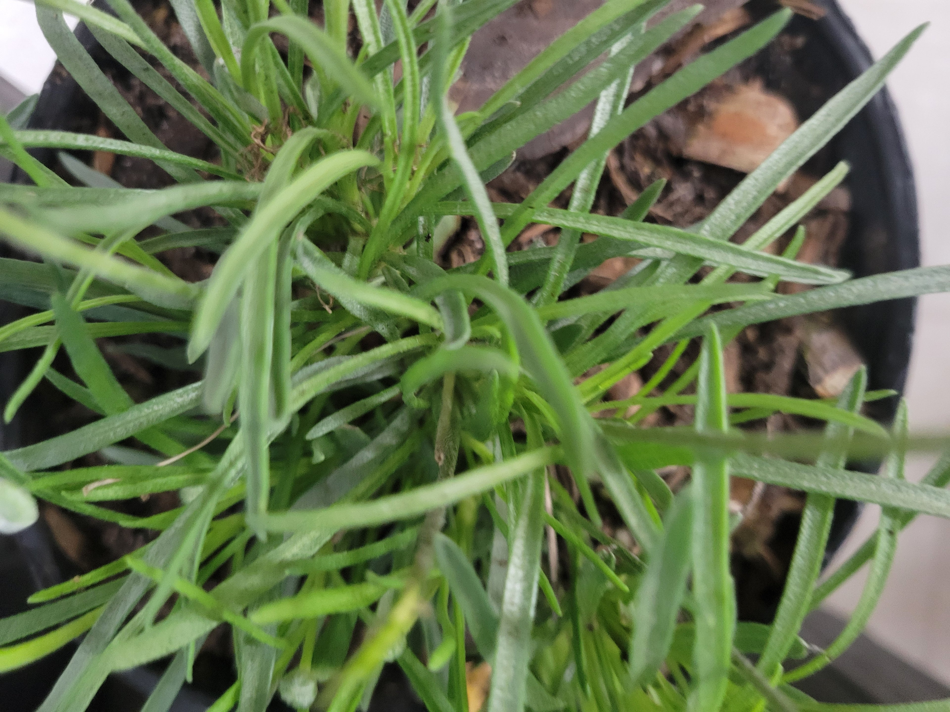 Four-Nerve Daisy