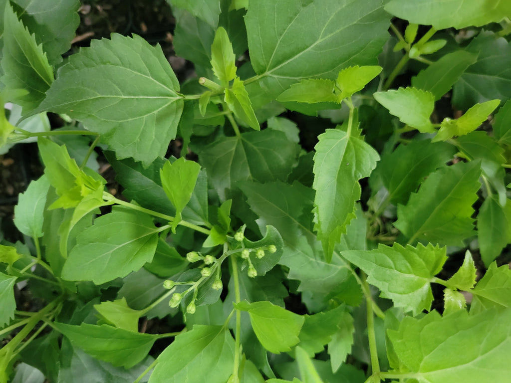 Fragrant Mistflower