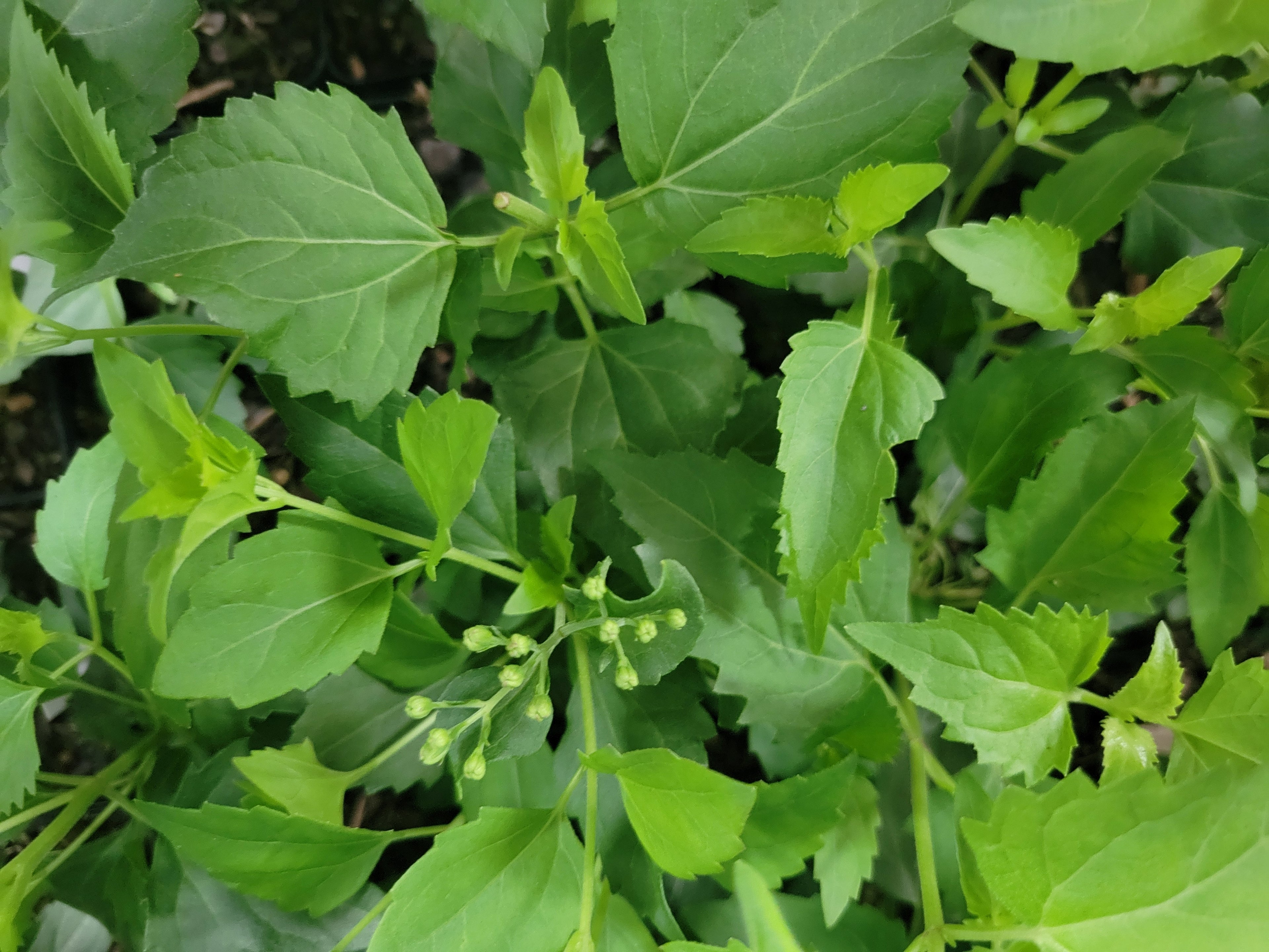 Fragrant Mistflower
