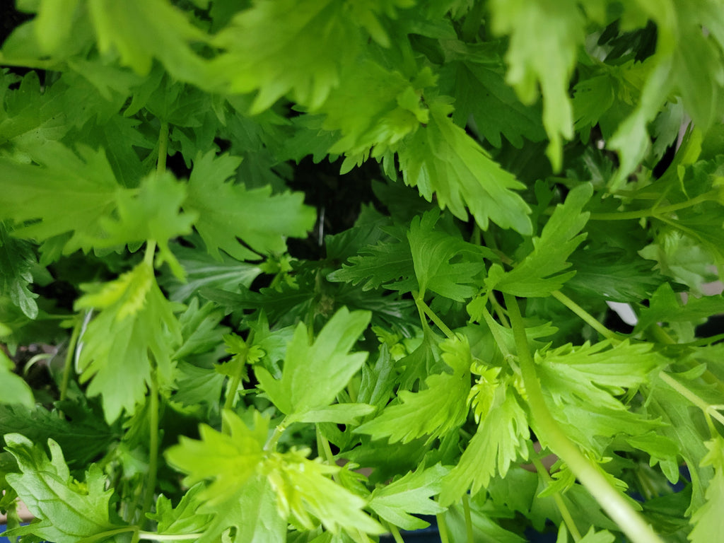 Gregg's Mistflower