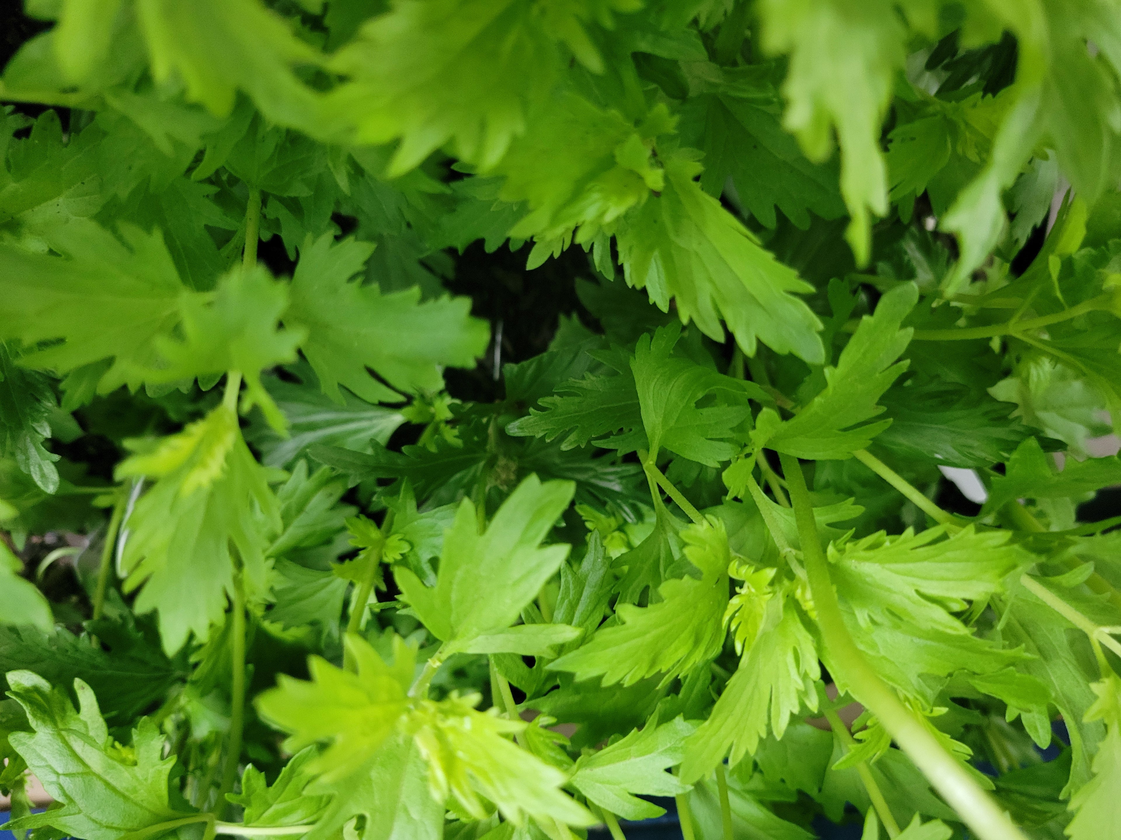 Gregg's Mistflower