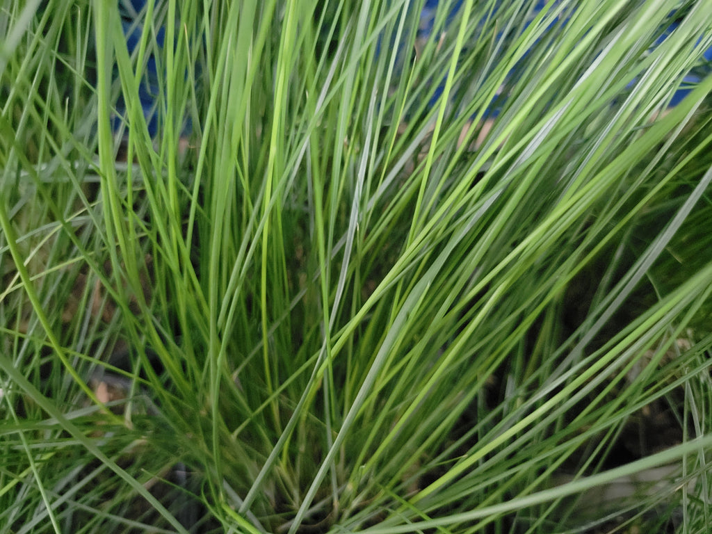 Gulf Muhly