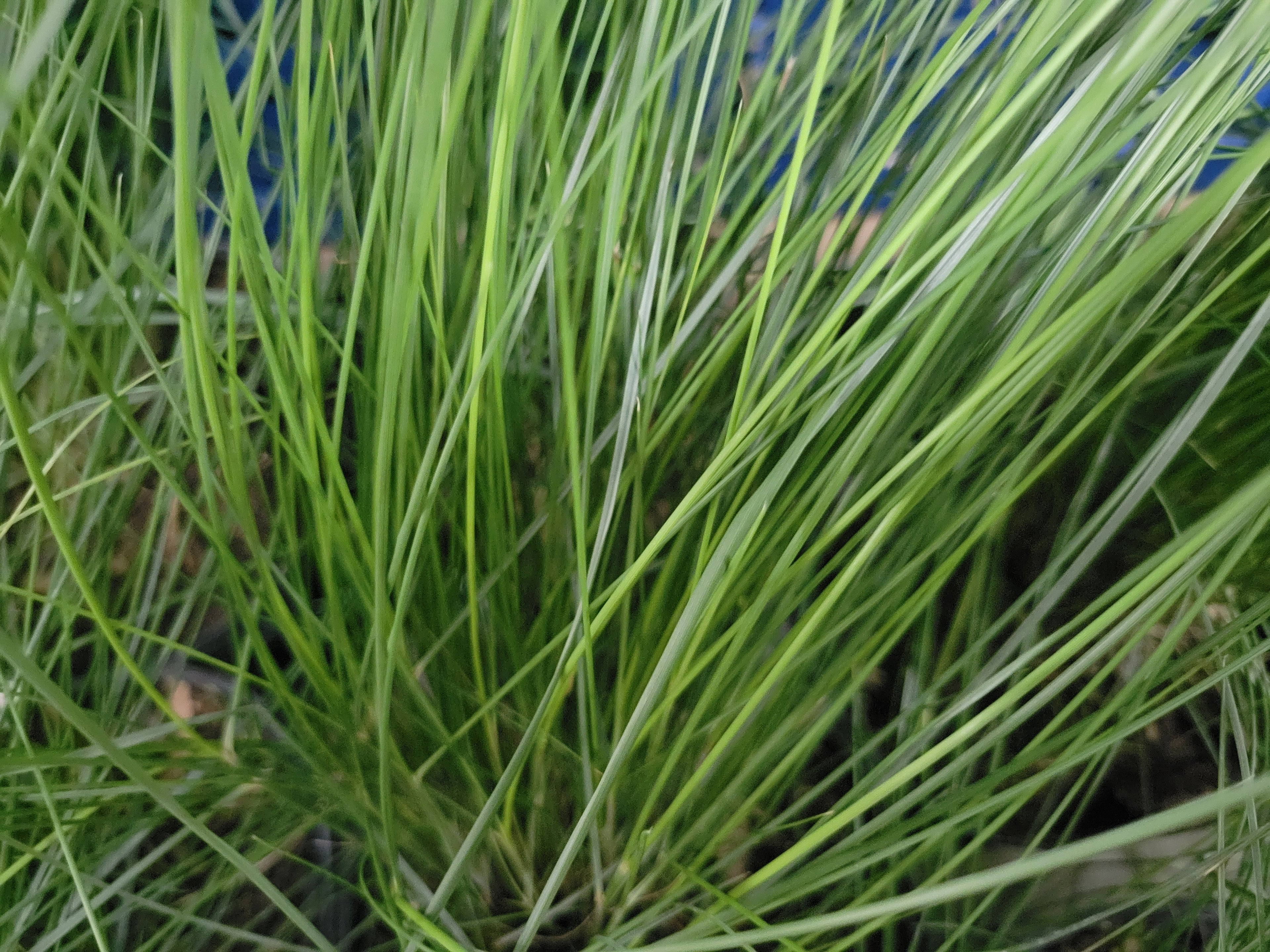 Gulf Muhly