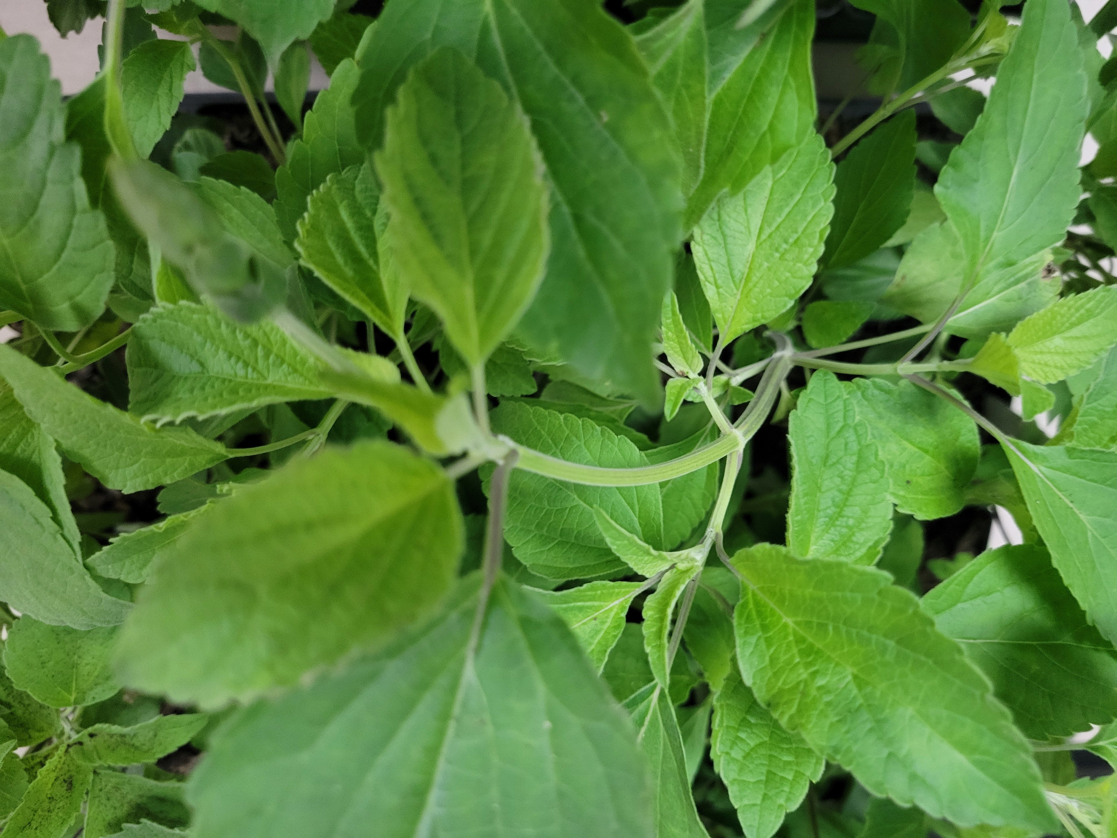 Indigo Spires Salvia