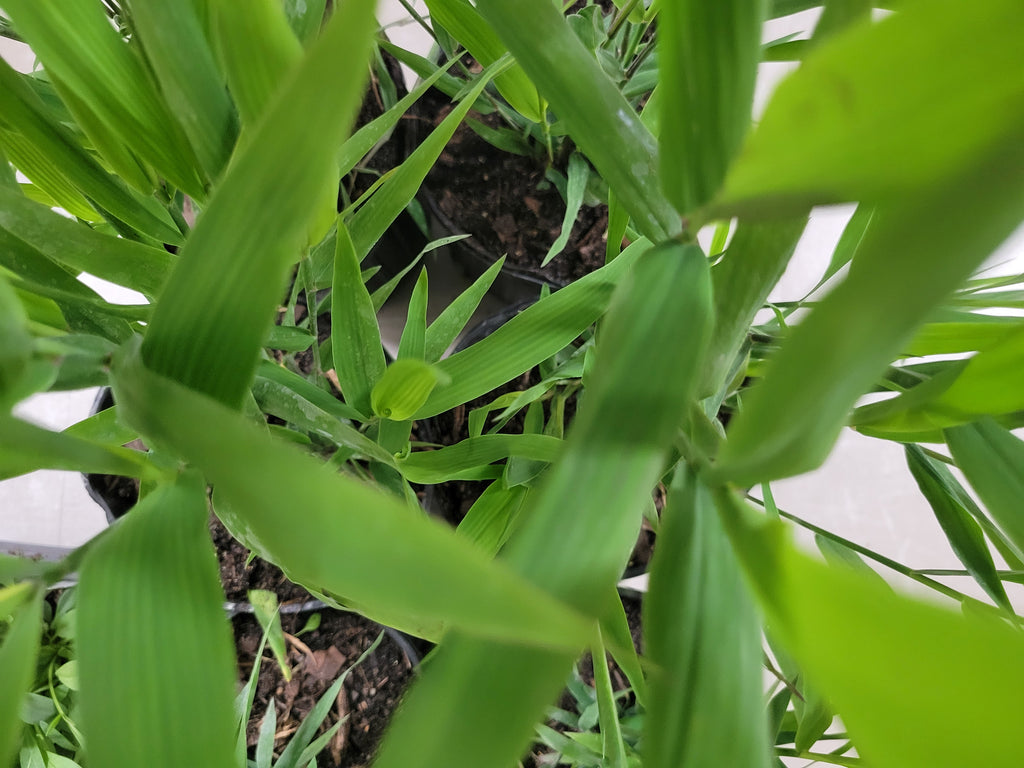 Inland Sea Oats