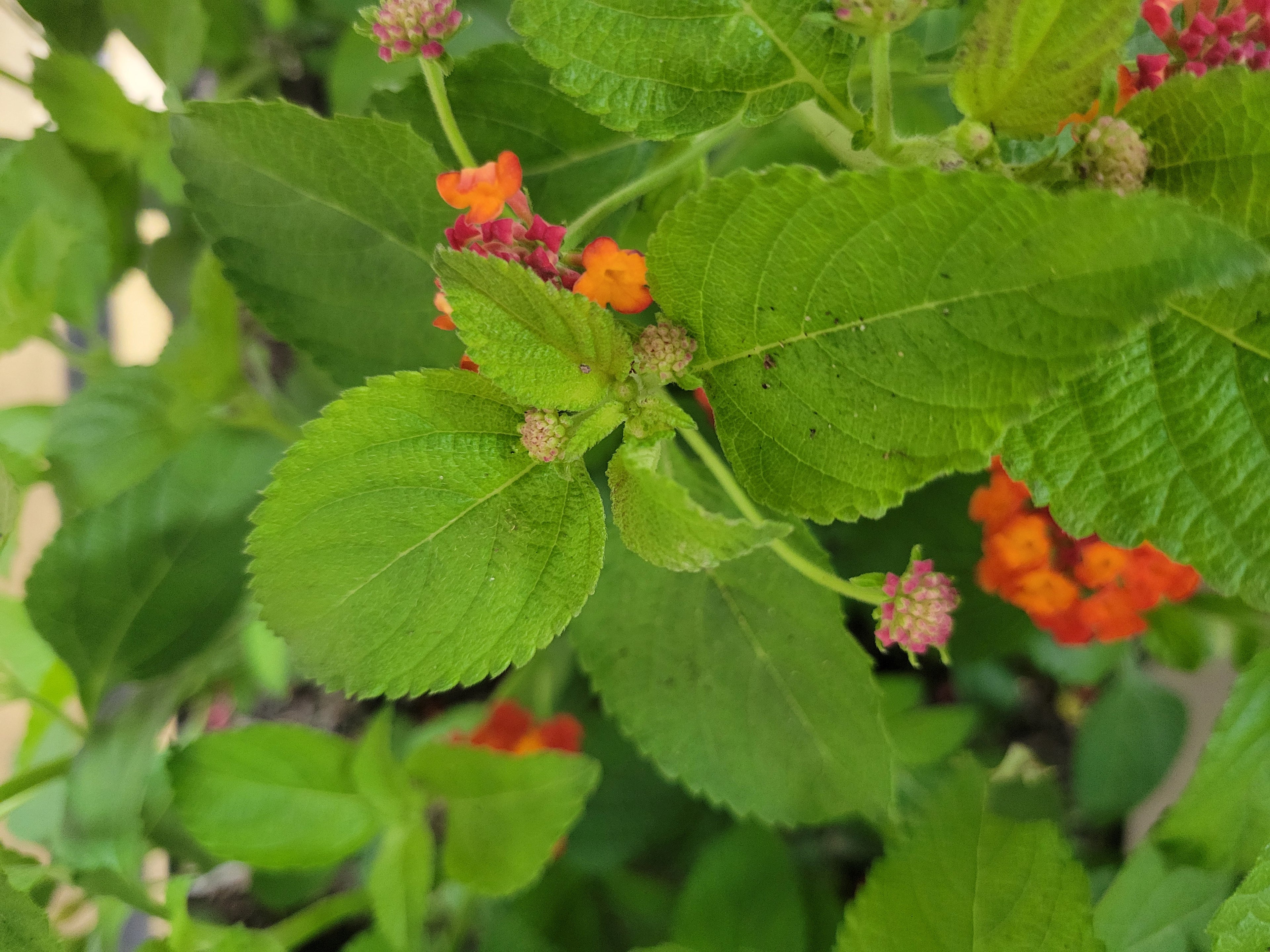 Lantana (Dallas Red)
