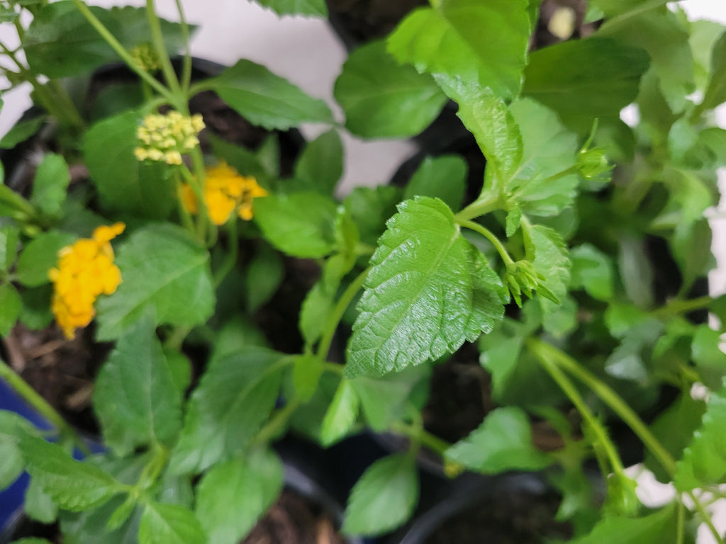 Lantana (New Gold)
