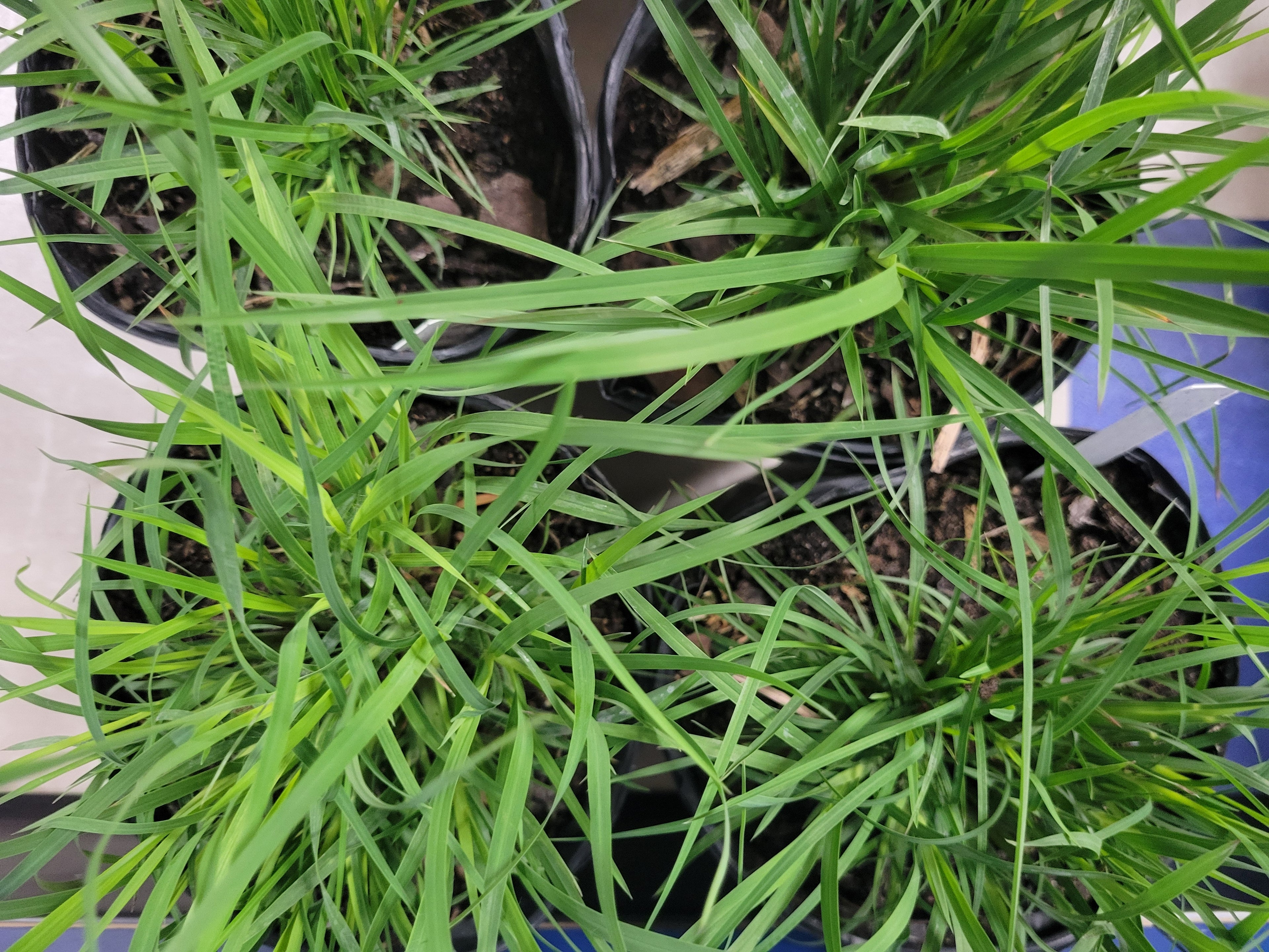 Little Bluestem